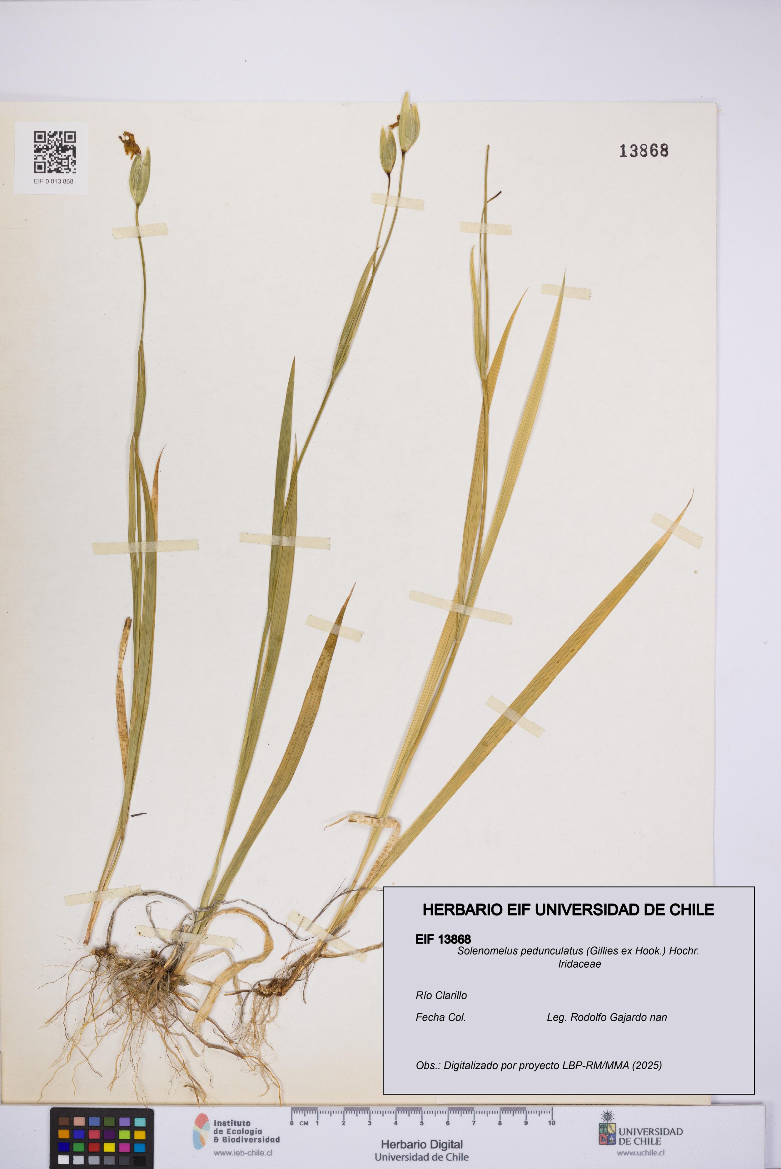 Solenomelus pedunculatus [Espécimen: ]