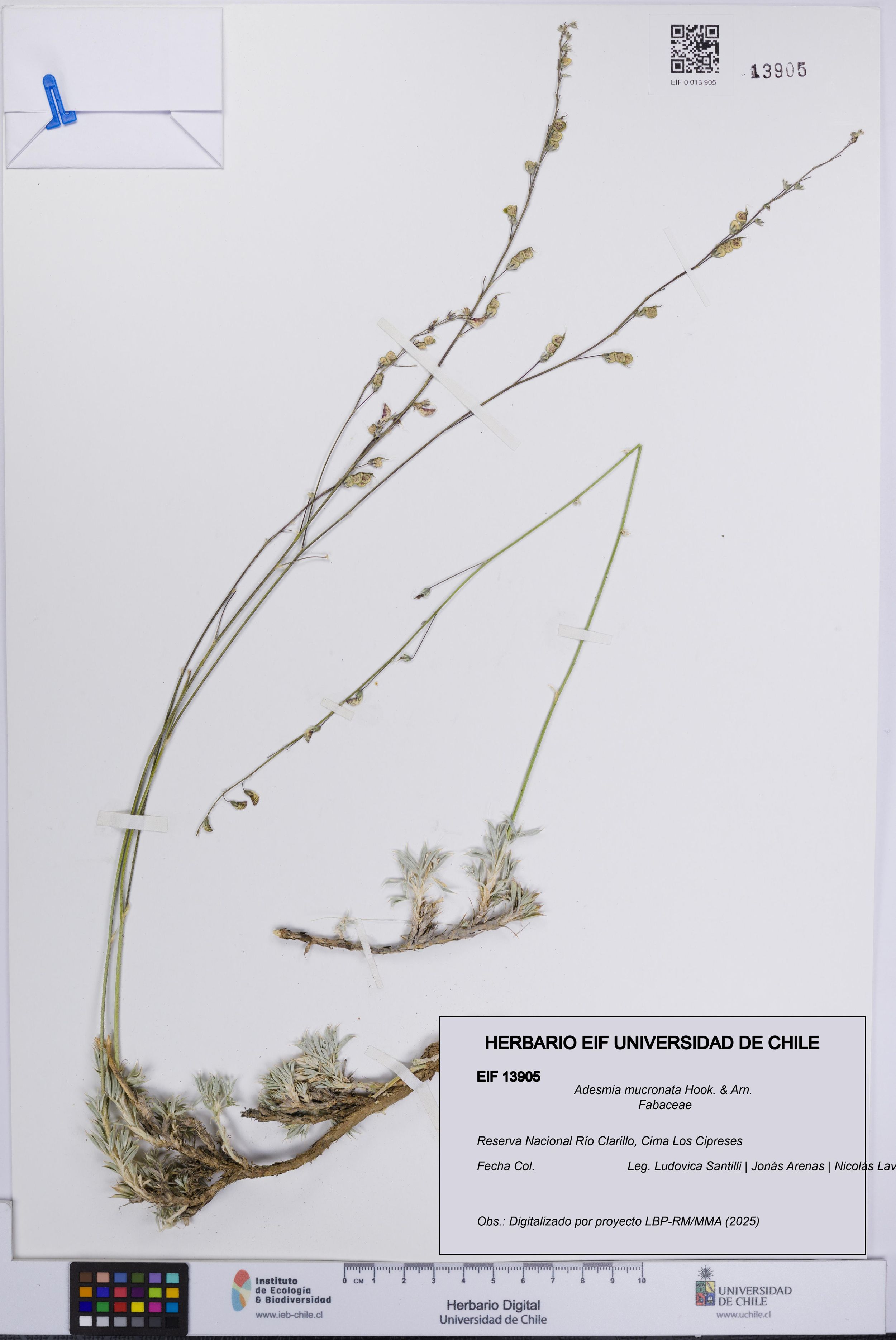 Adesmia mucronata [Espécimen: ]