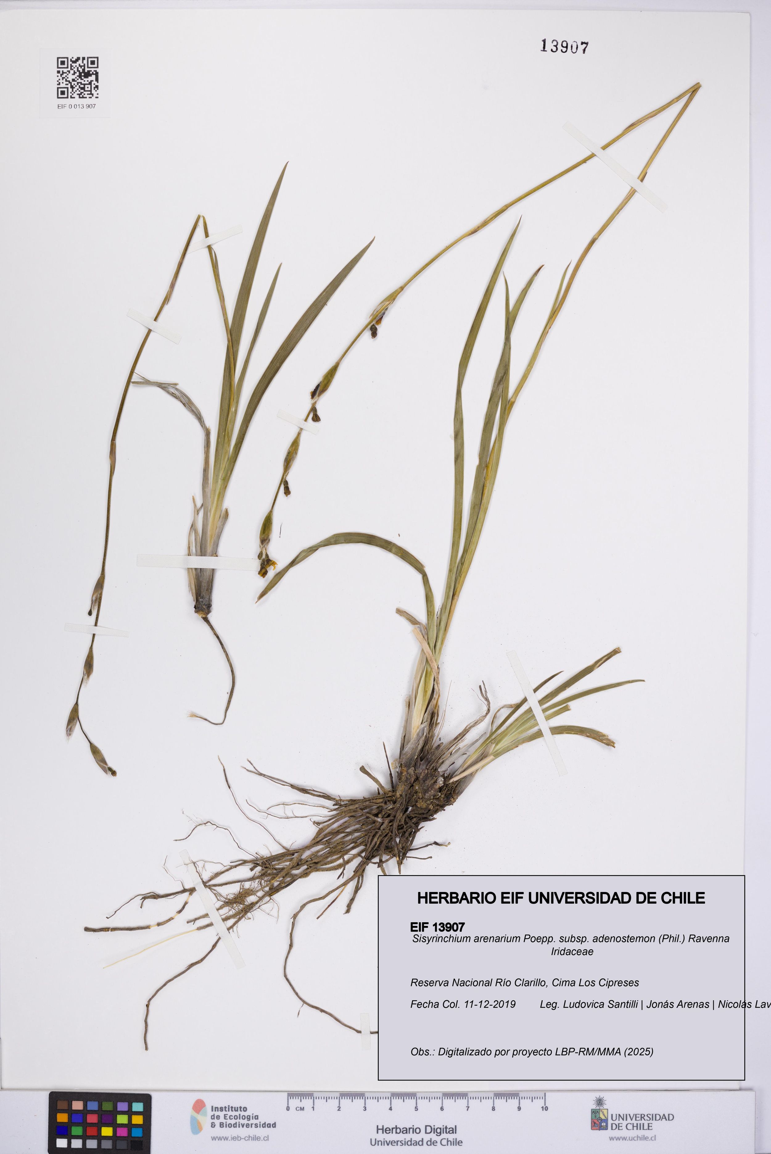 Sisyrinchium arenarium subsp. adenostemon [Espécimen: ]