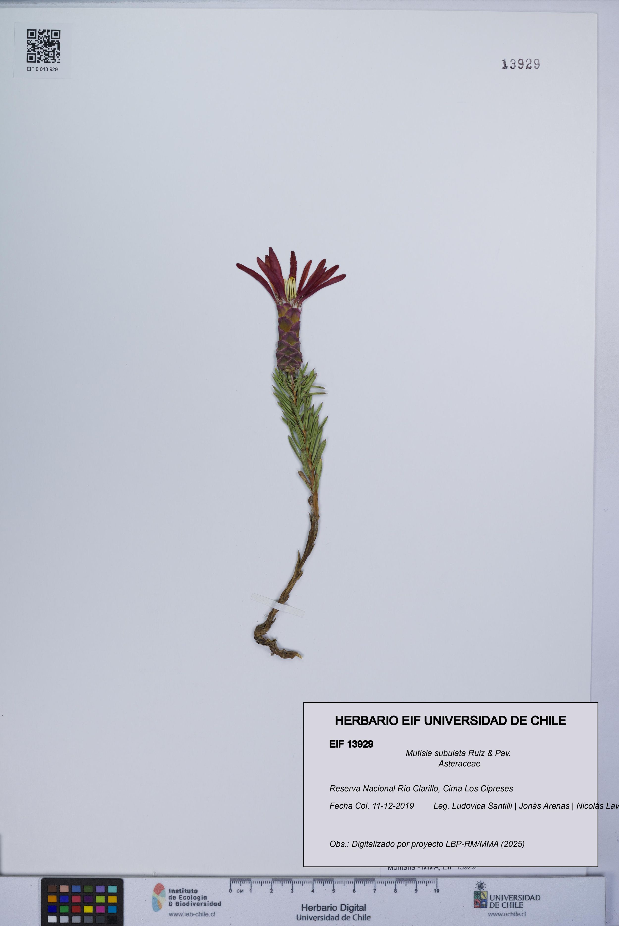 Mutisia subulata [Espécimen: ]