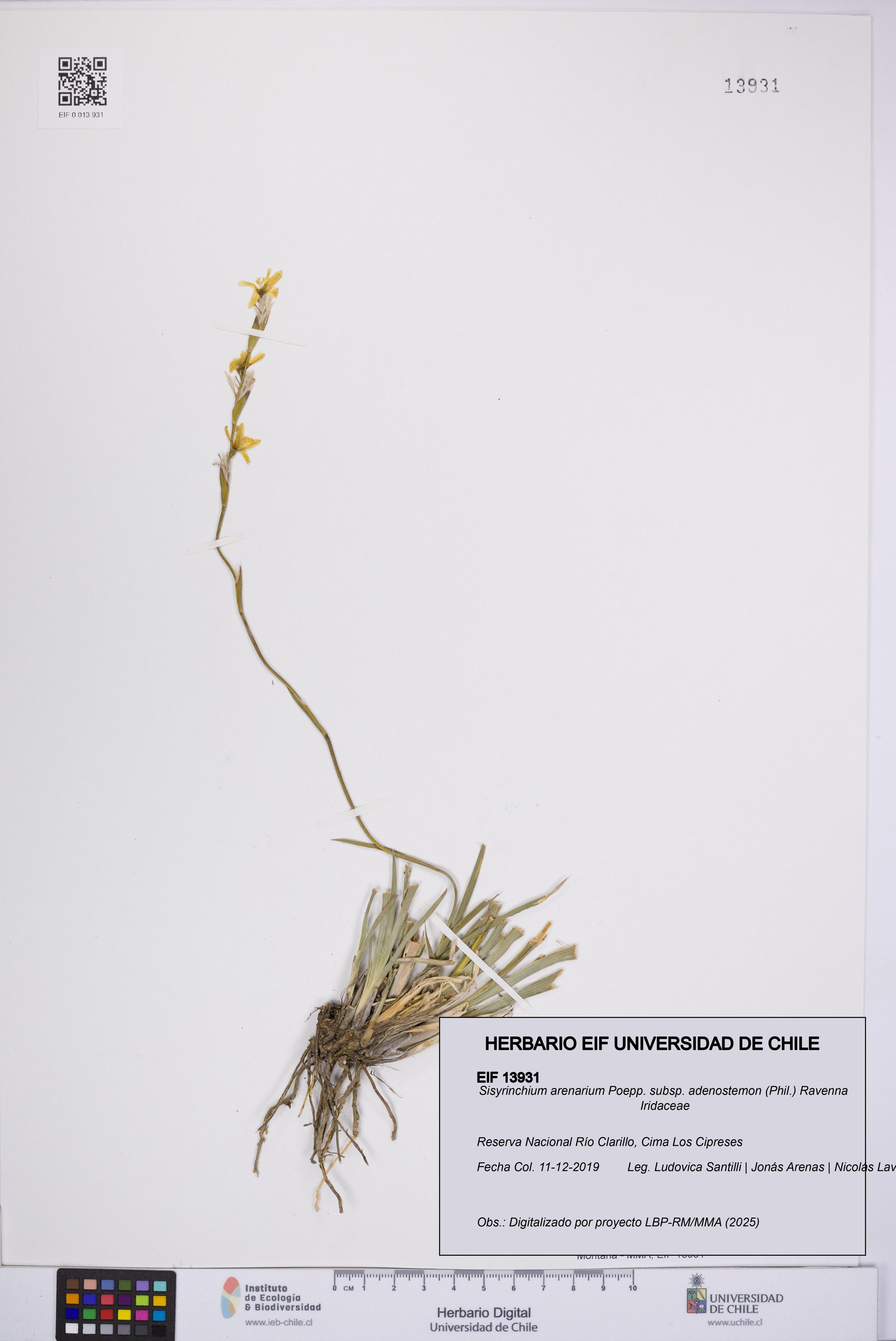 Sisyrinchium arenarium subsp. adenostemon [Espécimen: ]
