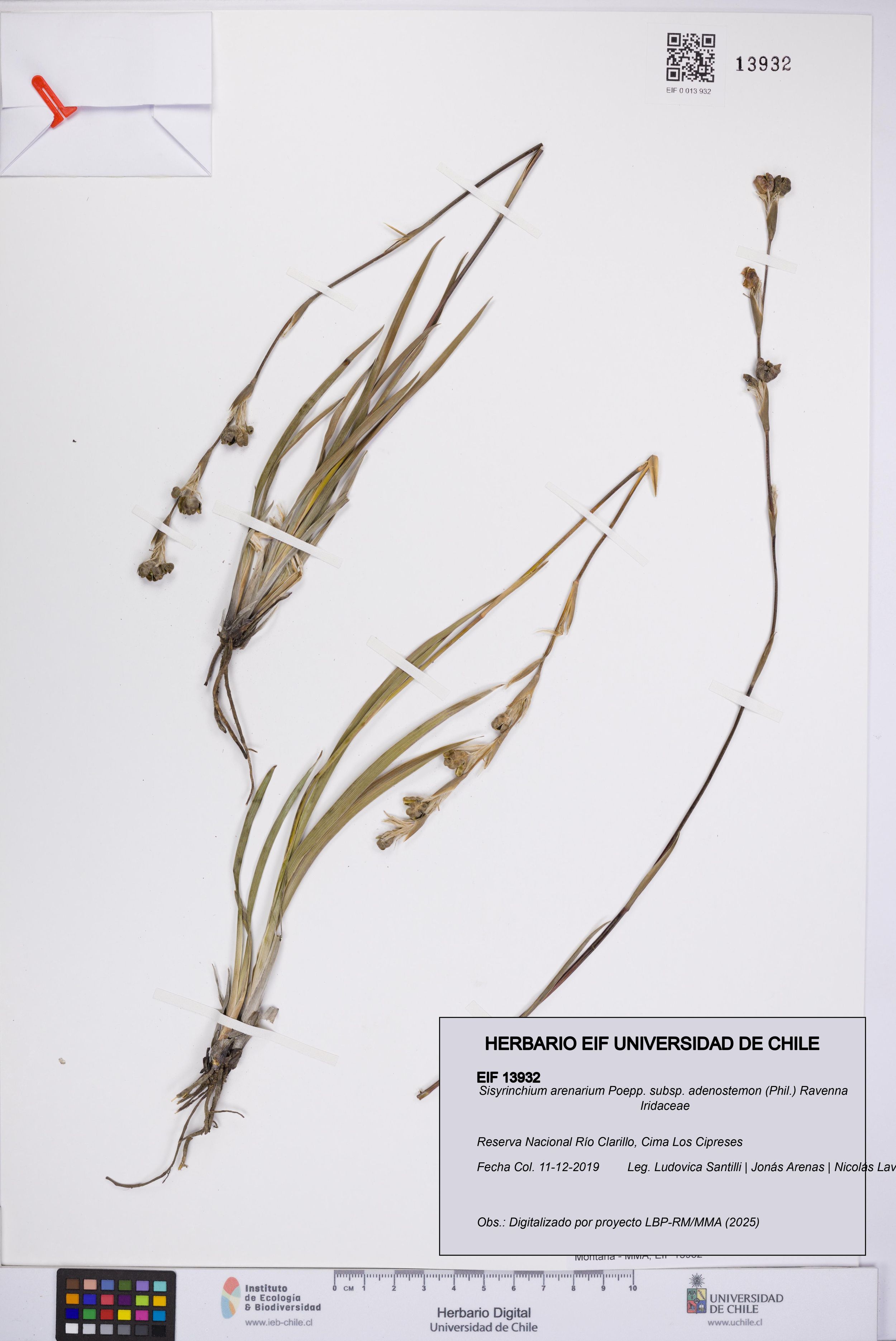 Sisyrinchium arenarium [Espécimen: ]