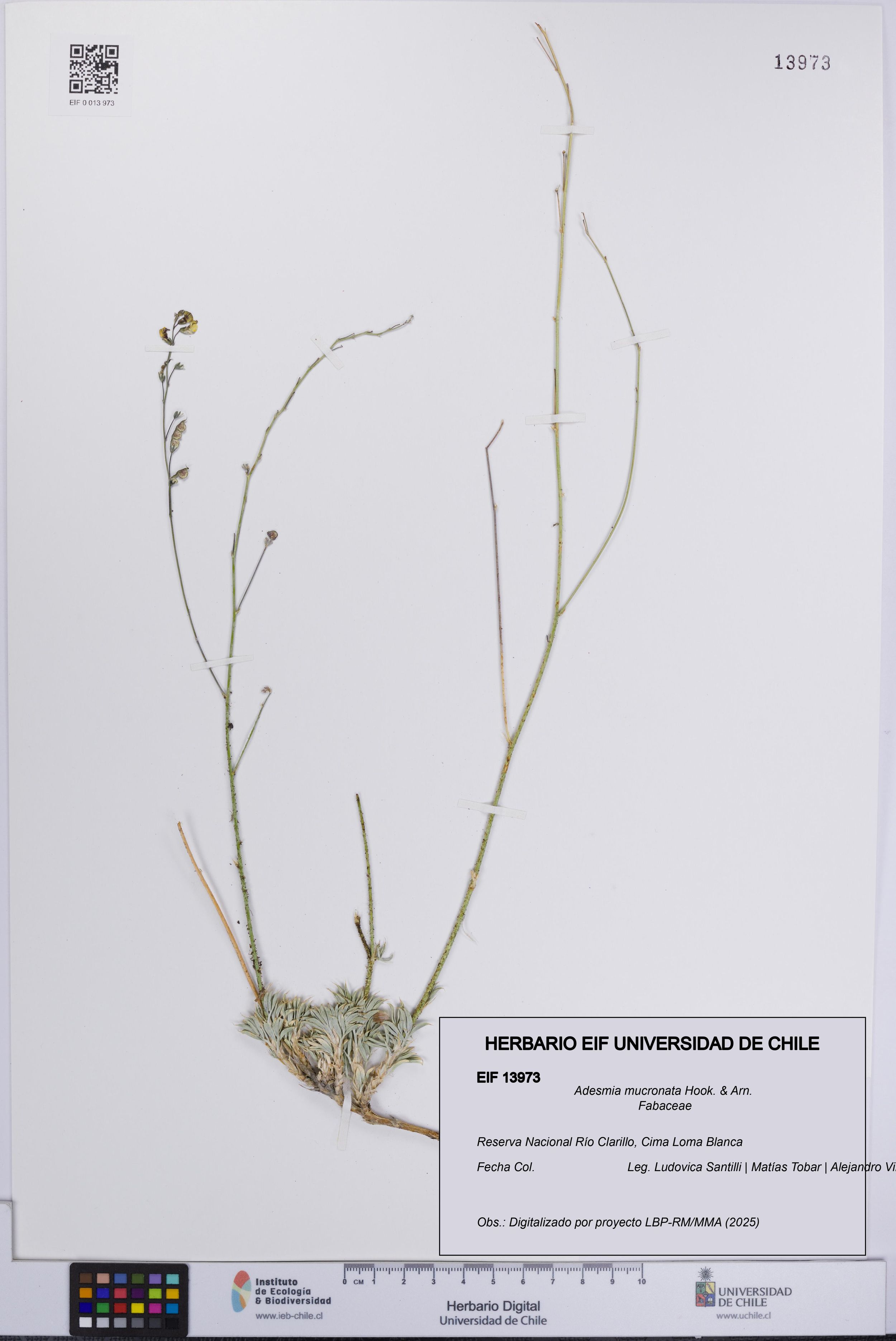 Adesmia mucronata [Espécimen: ]