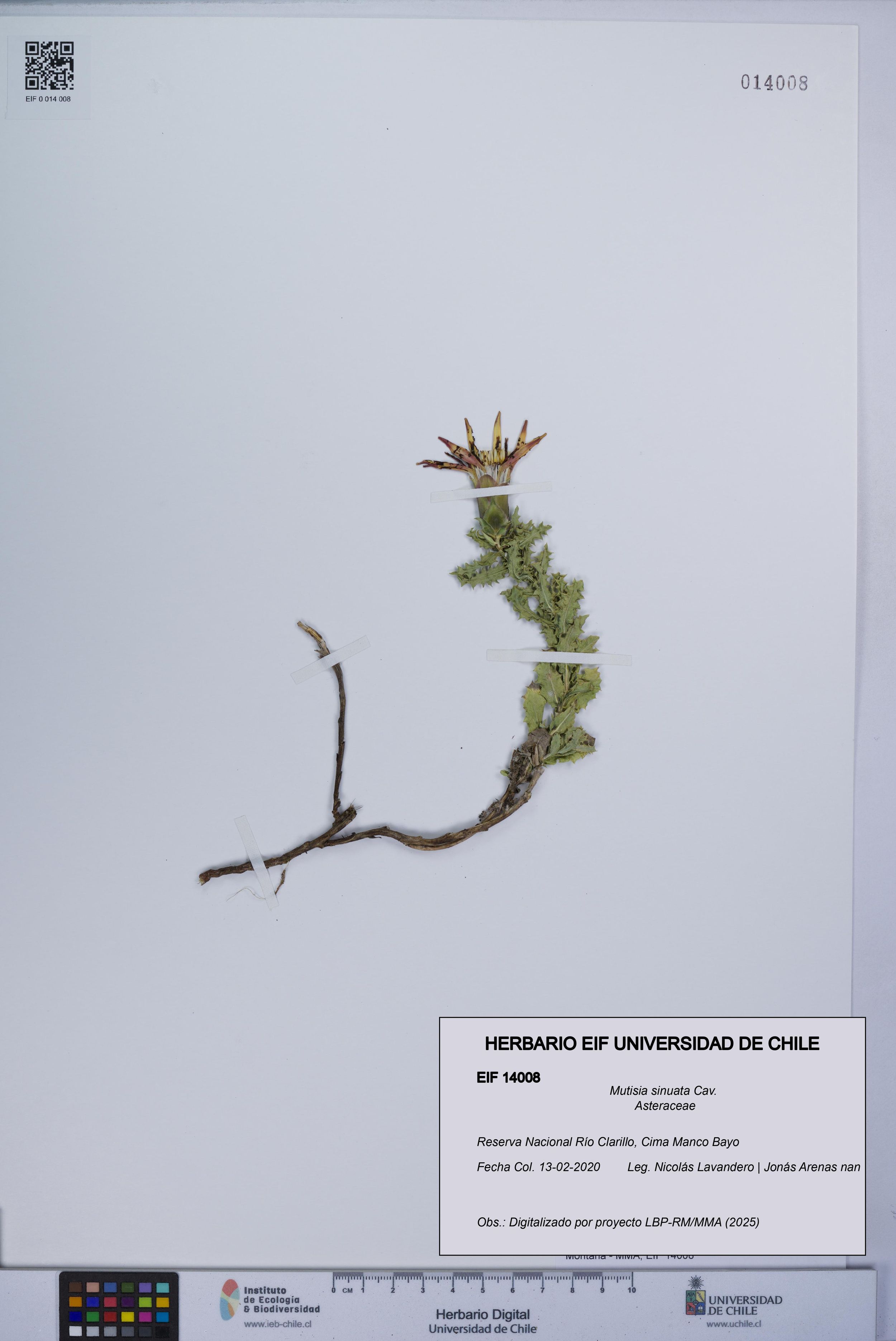 Mutisia sinuata [Espécimen: ]