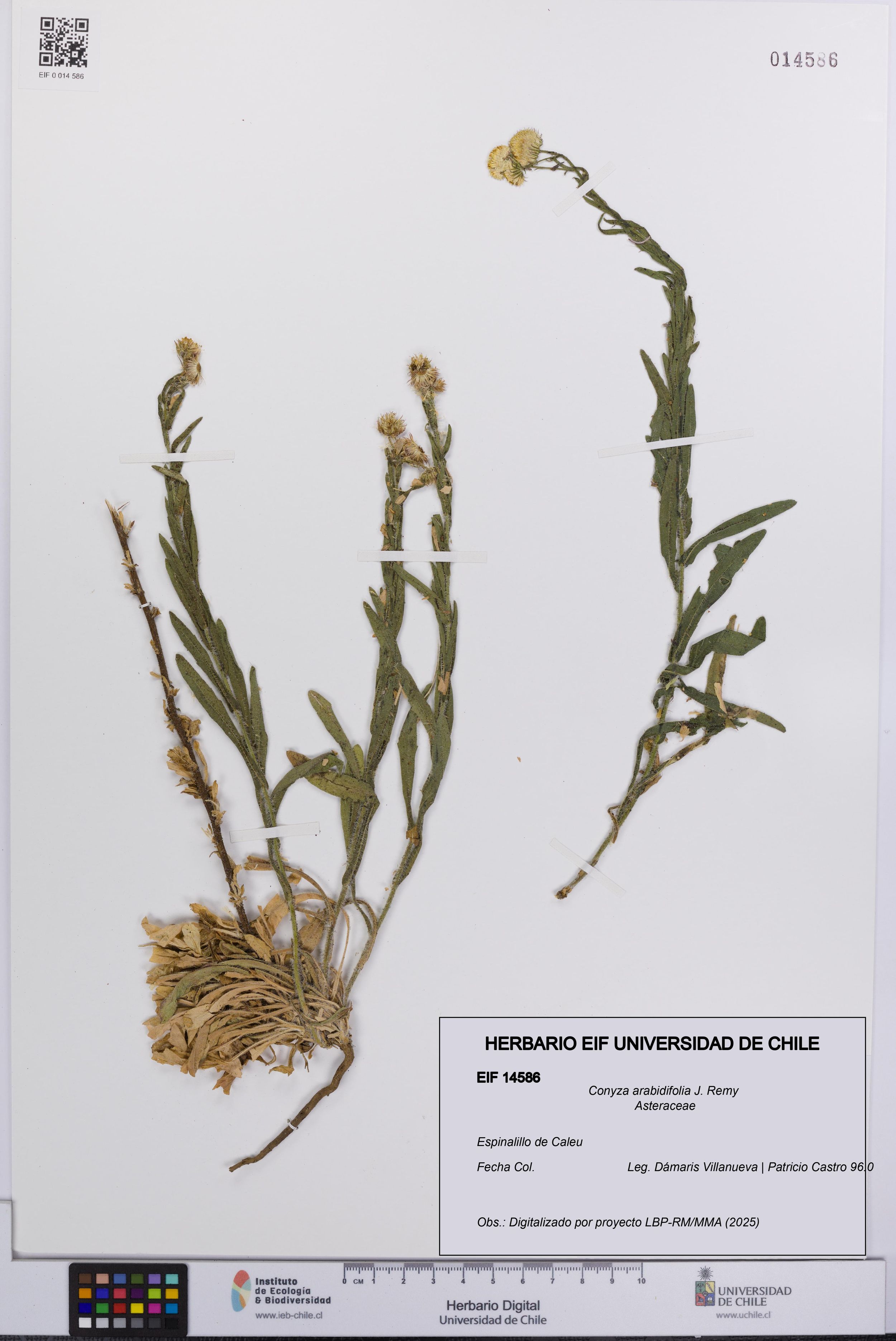 Conyza arabidifolia [Espécimen: ]