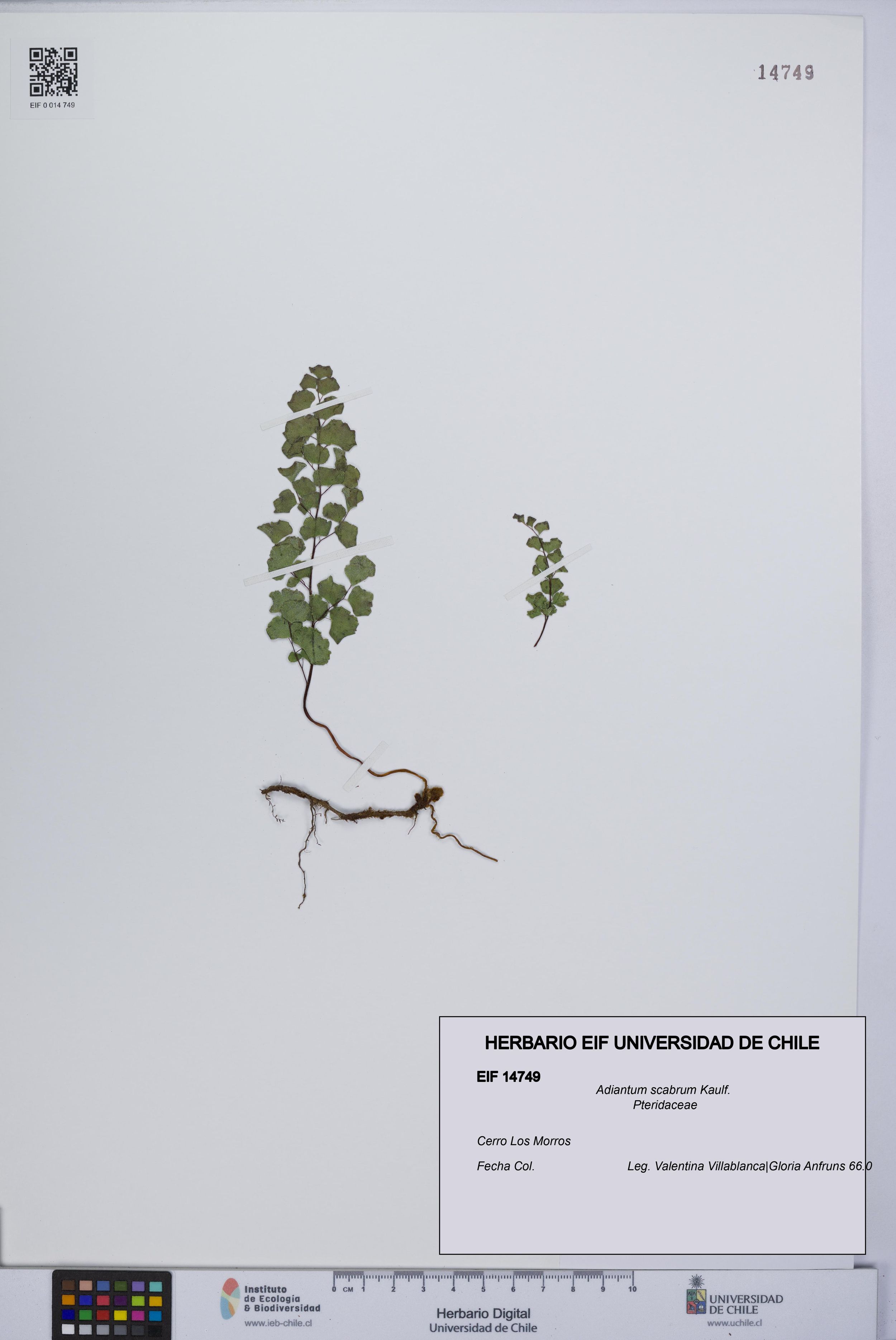 Adiantum scabrum [Espécimen: ]