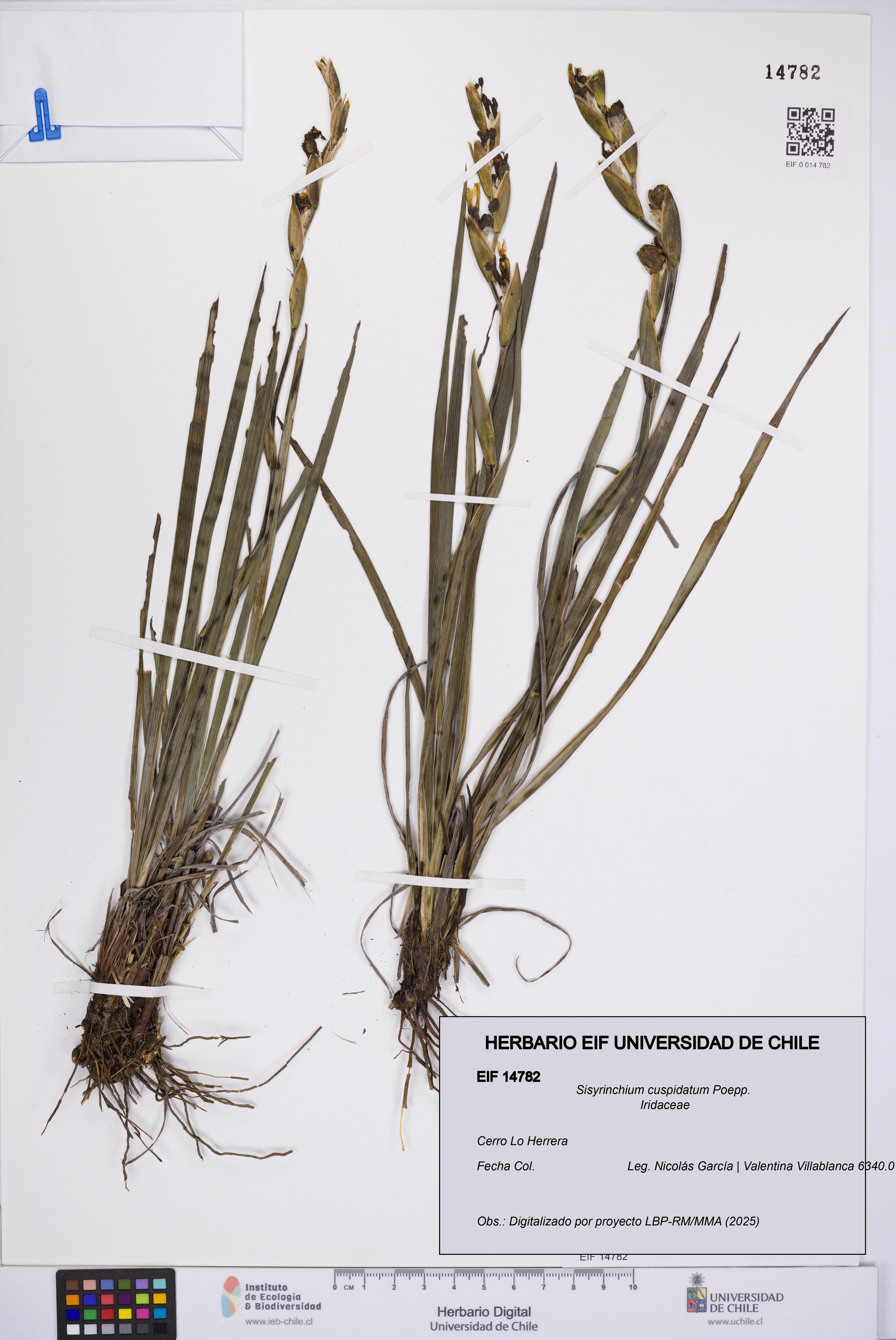 Sisyrinchium cuspidatum [Espécimen: ]