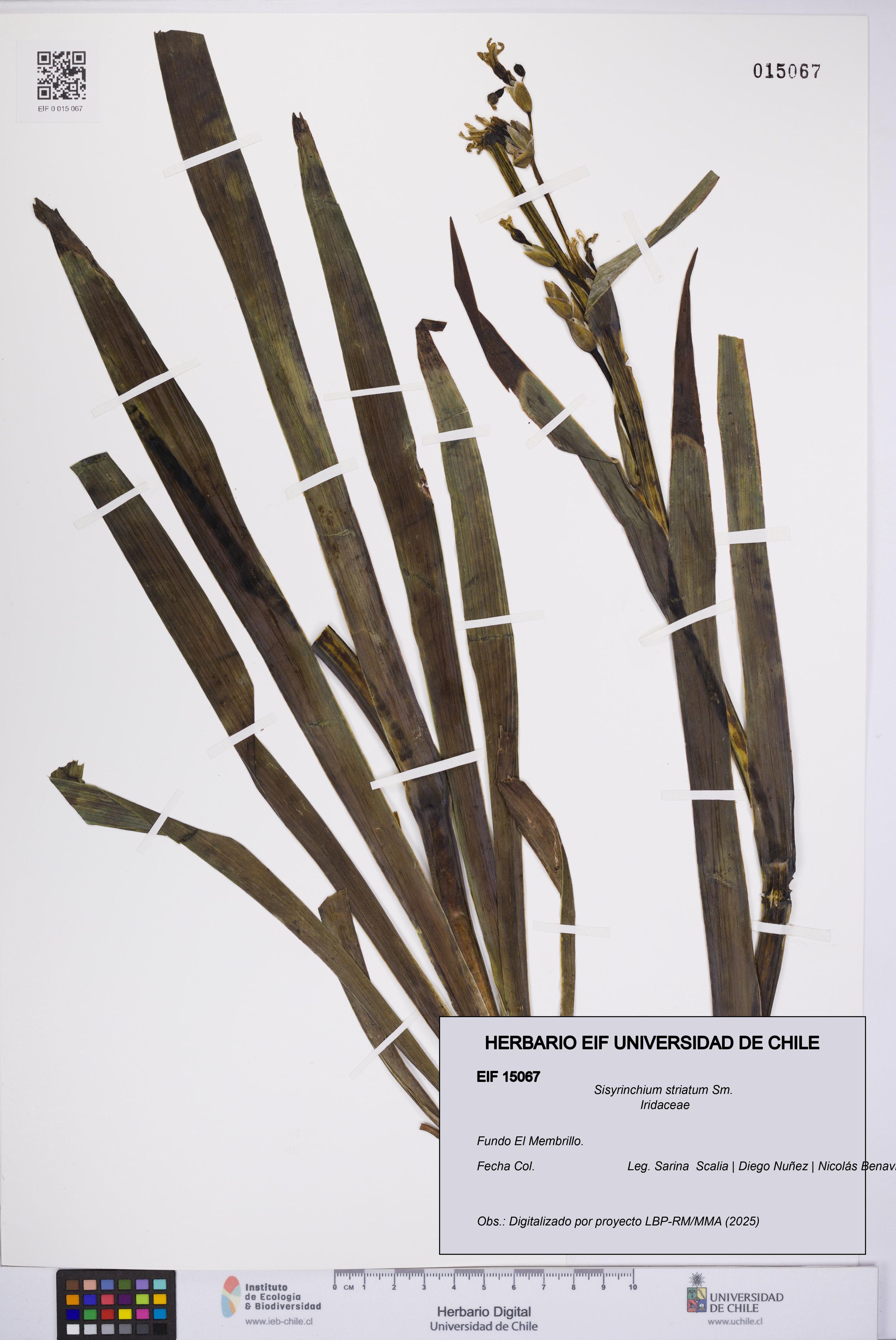 Sisyrinchium striatum [Espécimen: ]