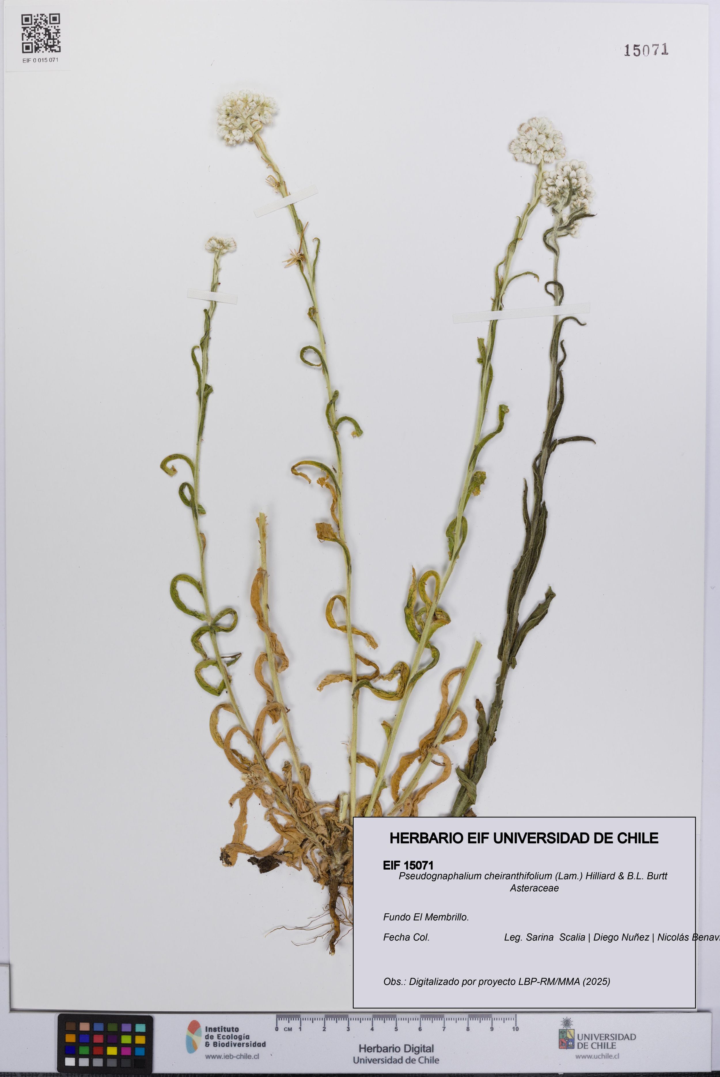 Pseudognaphalium cheiranthifolium [Espécimen: ]