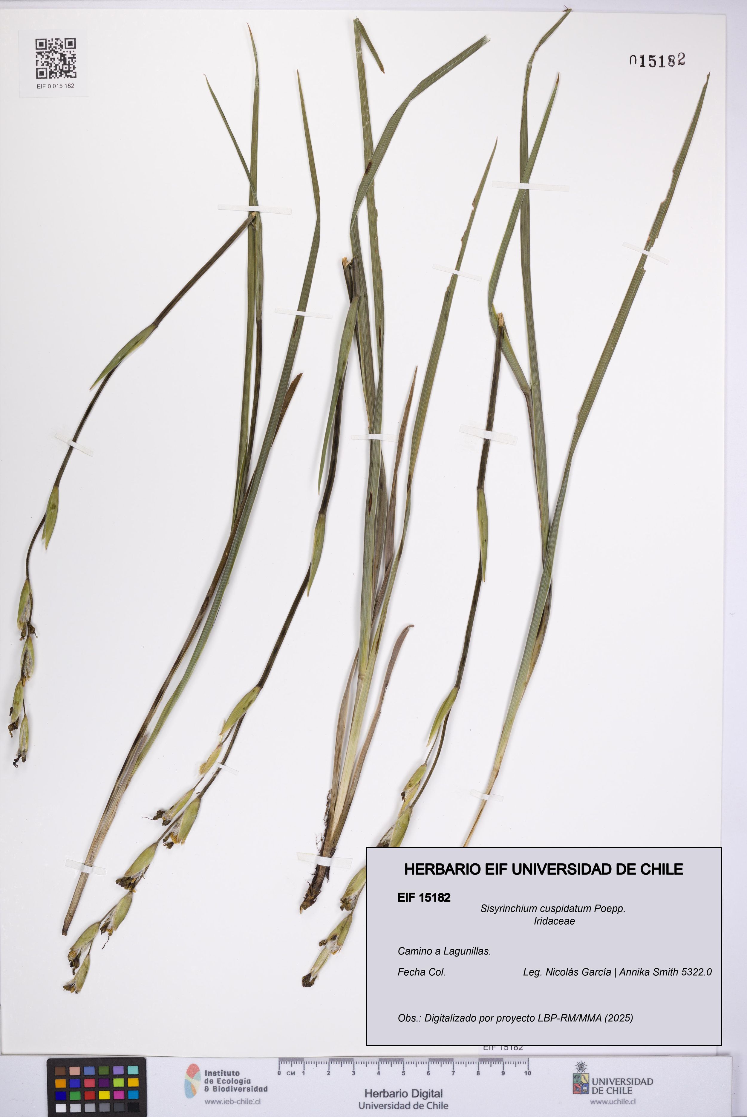 Sisyrinchium cuspidatum [Espécimen: ]