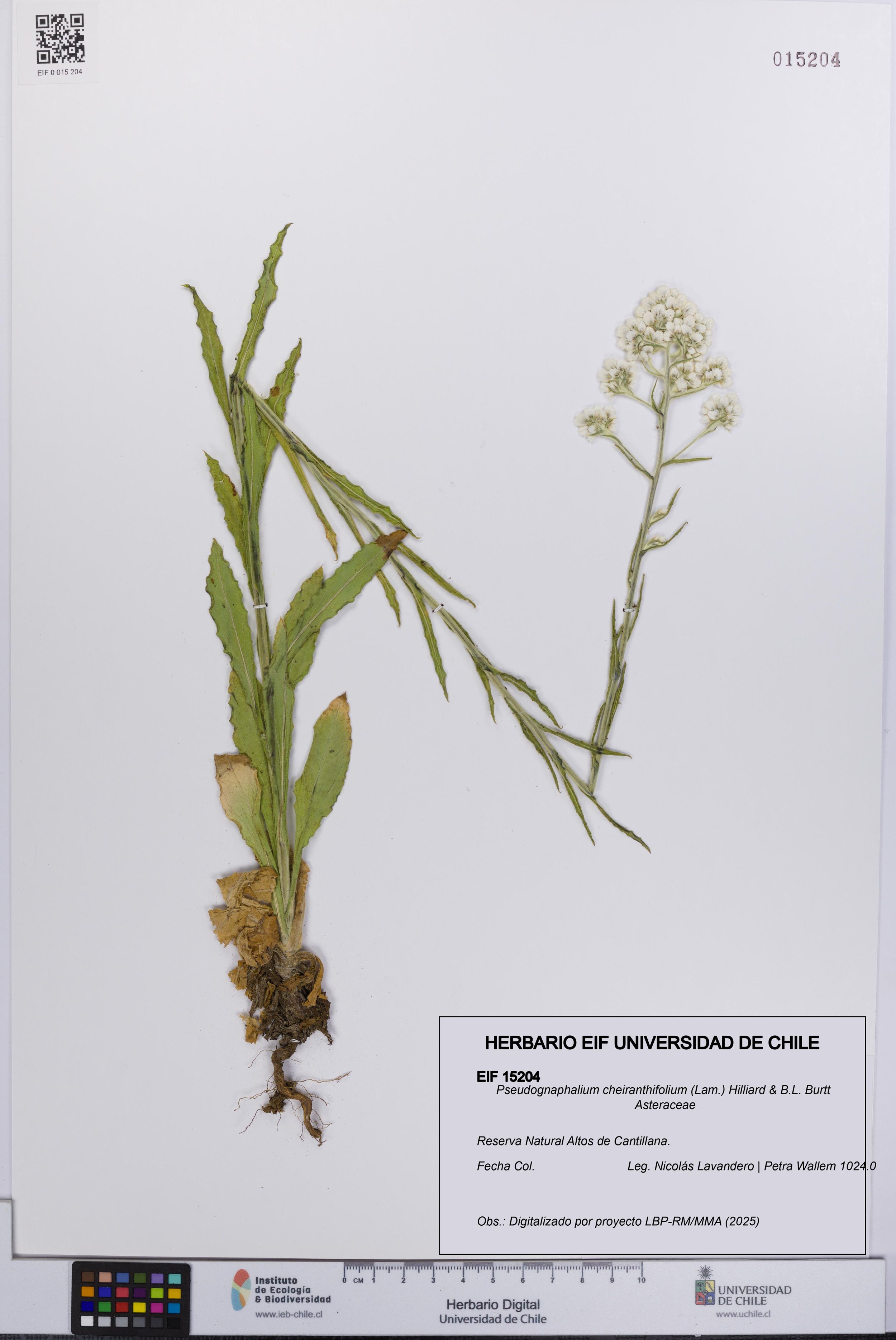Pseudognaphalium cheiranthifolium [Espécimen: ]
