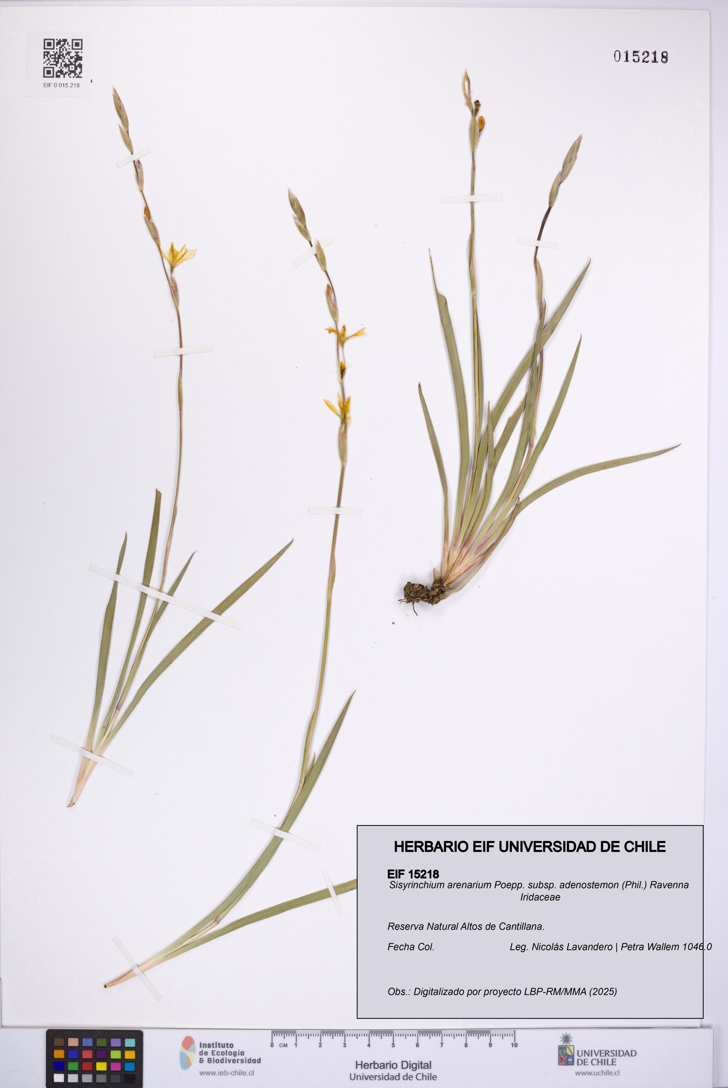 Sisyrinchium arenarium subsp. adenostemon [Espécimen: ]