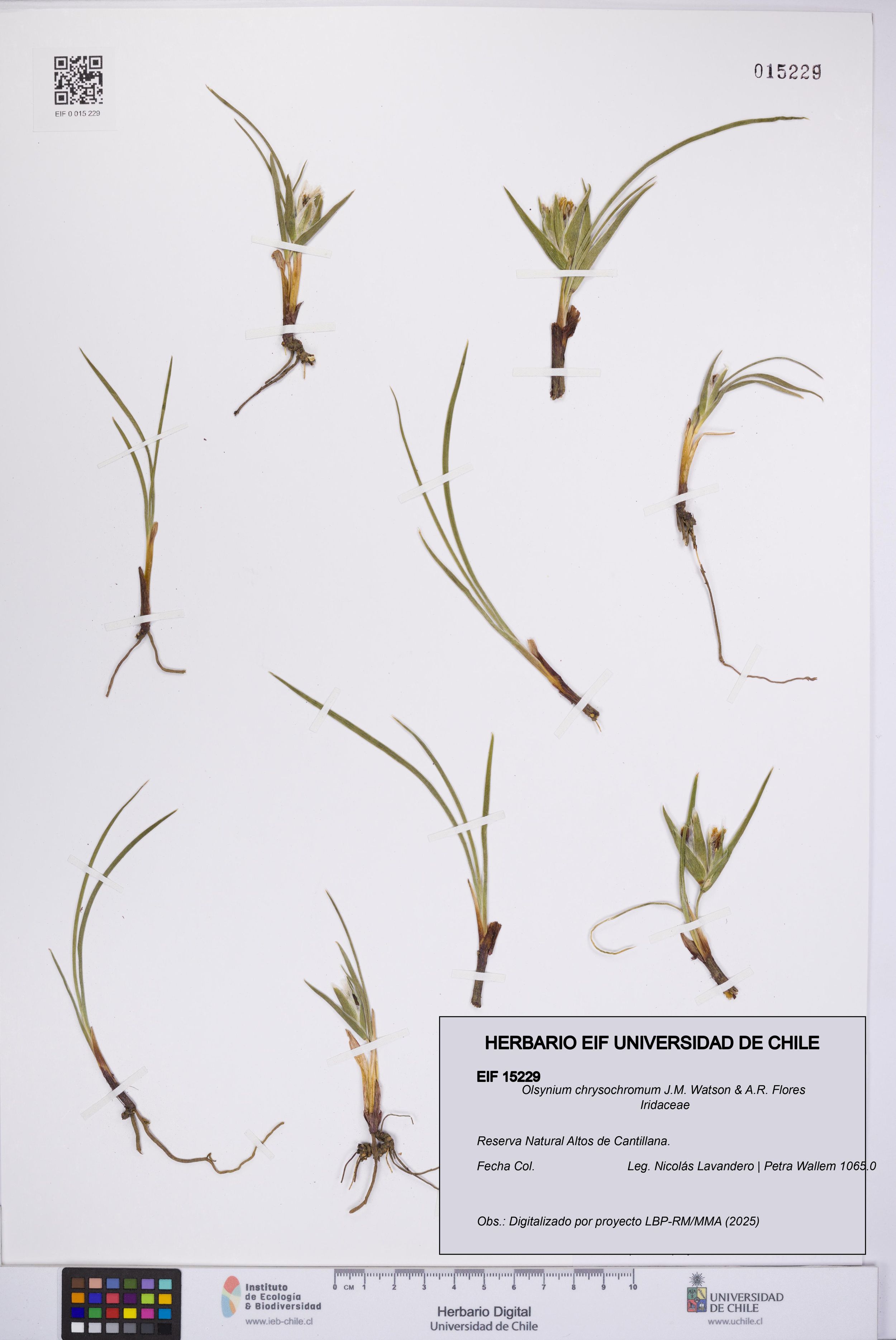 Olsynium chrysochromum [Espécimen: ]