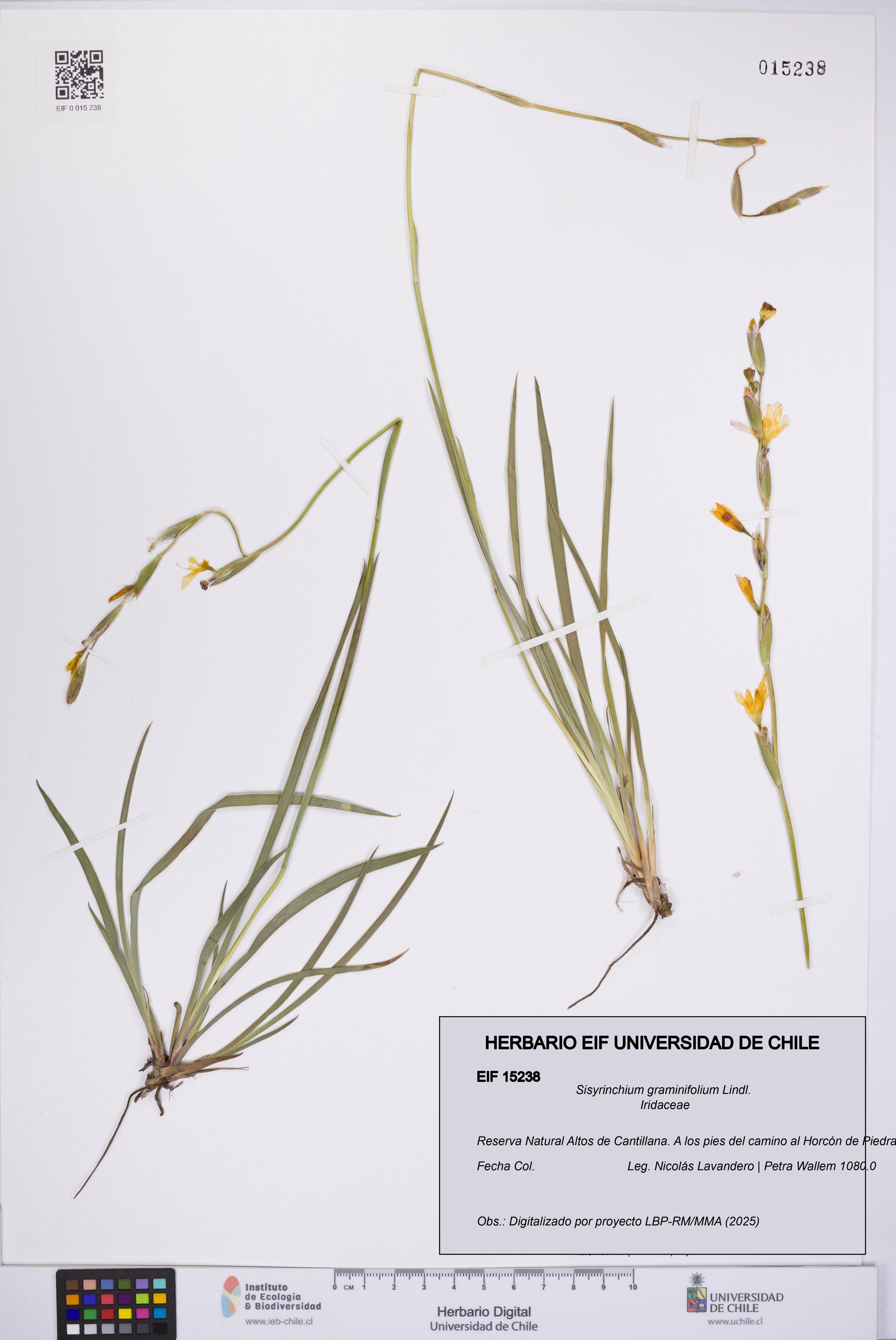 Sisyrinchium graminifolium [Espécimen: ]