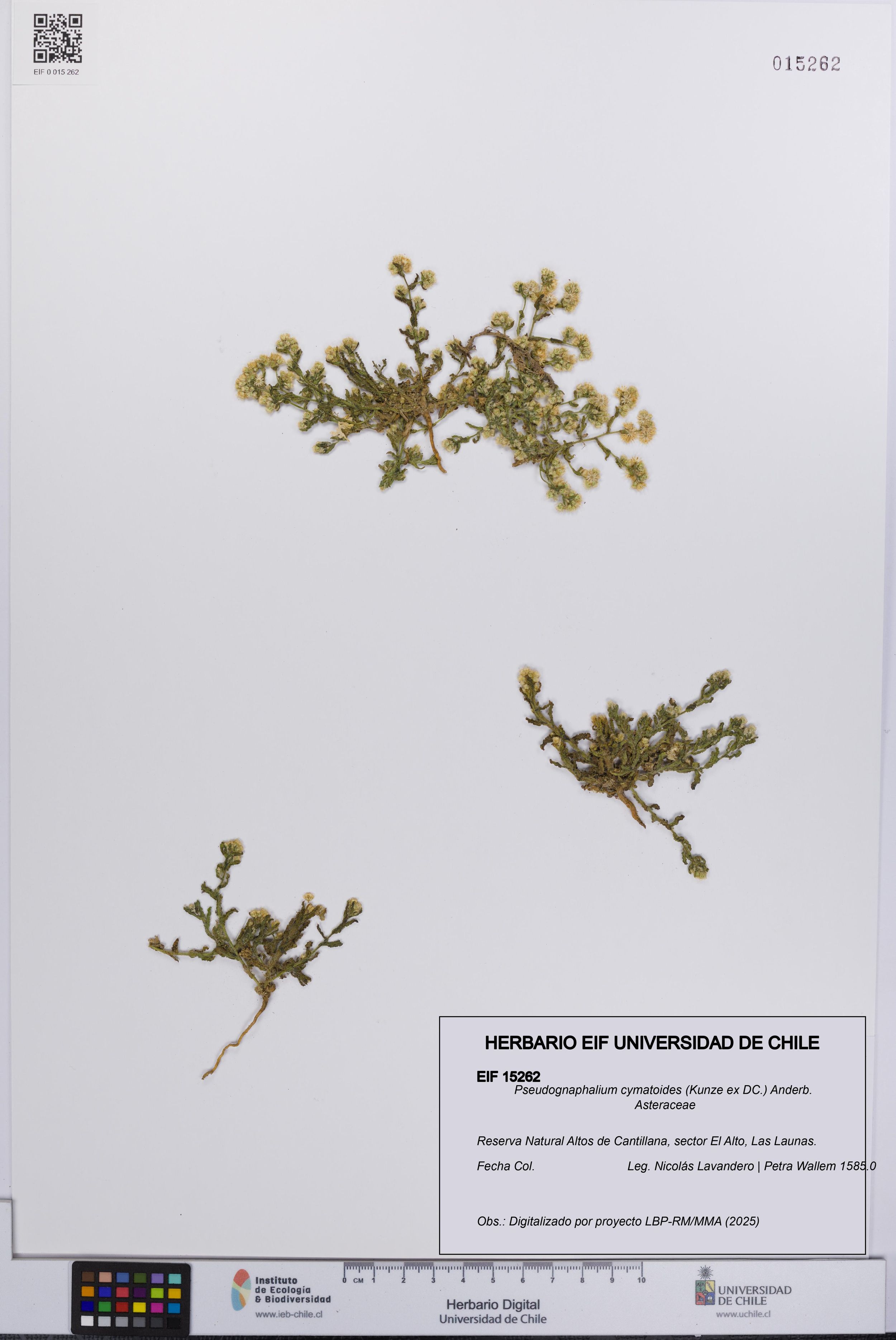 Pseudognaphalium cymatoides [Espécimen: ]