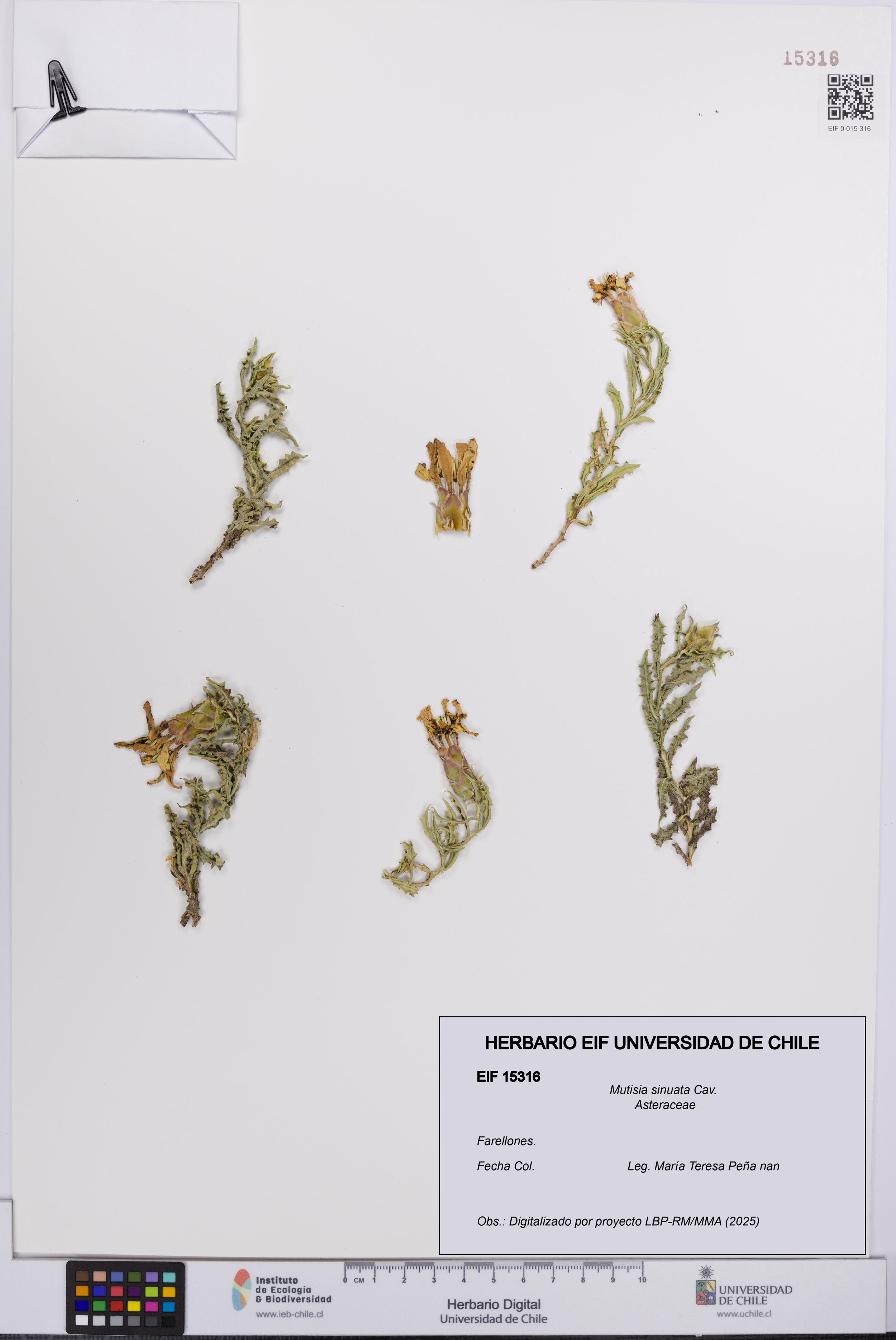 Mutisia sinuata [Espécimen: ]