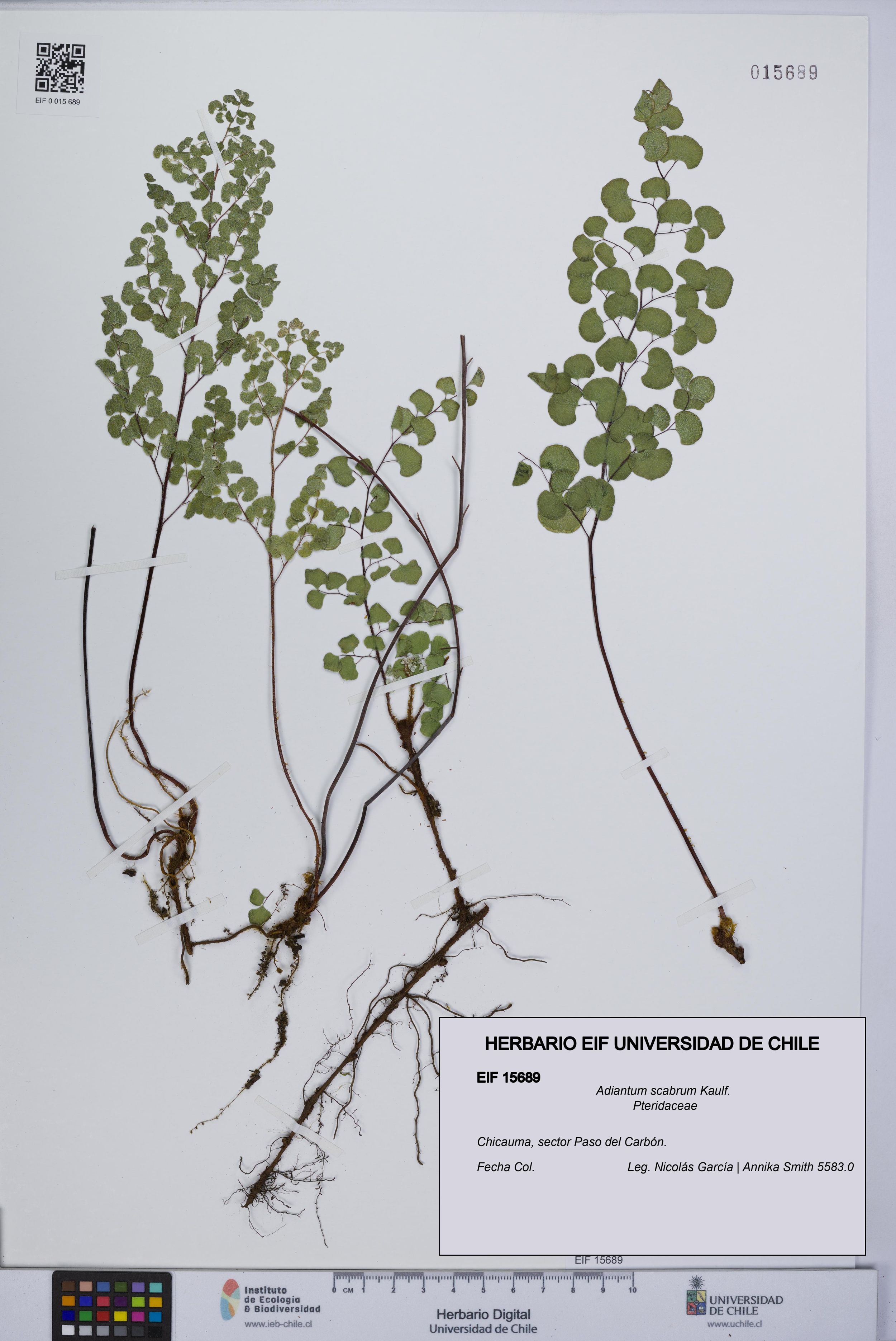 Adiantum scabrum [Espécimen: ]