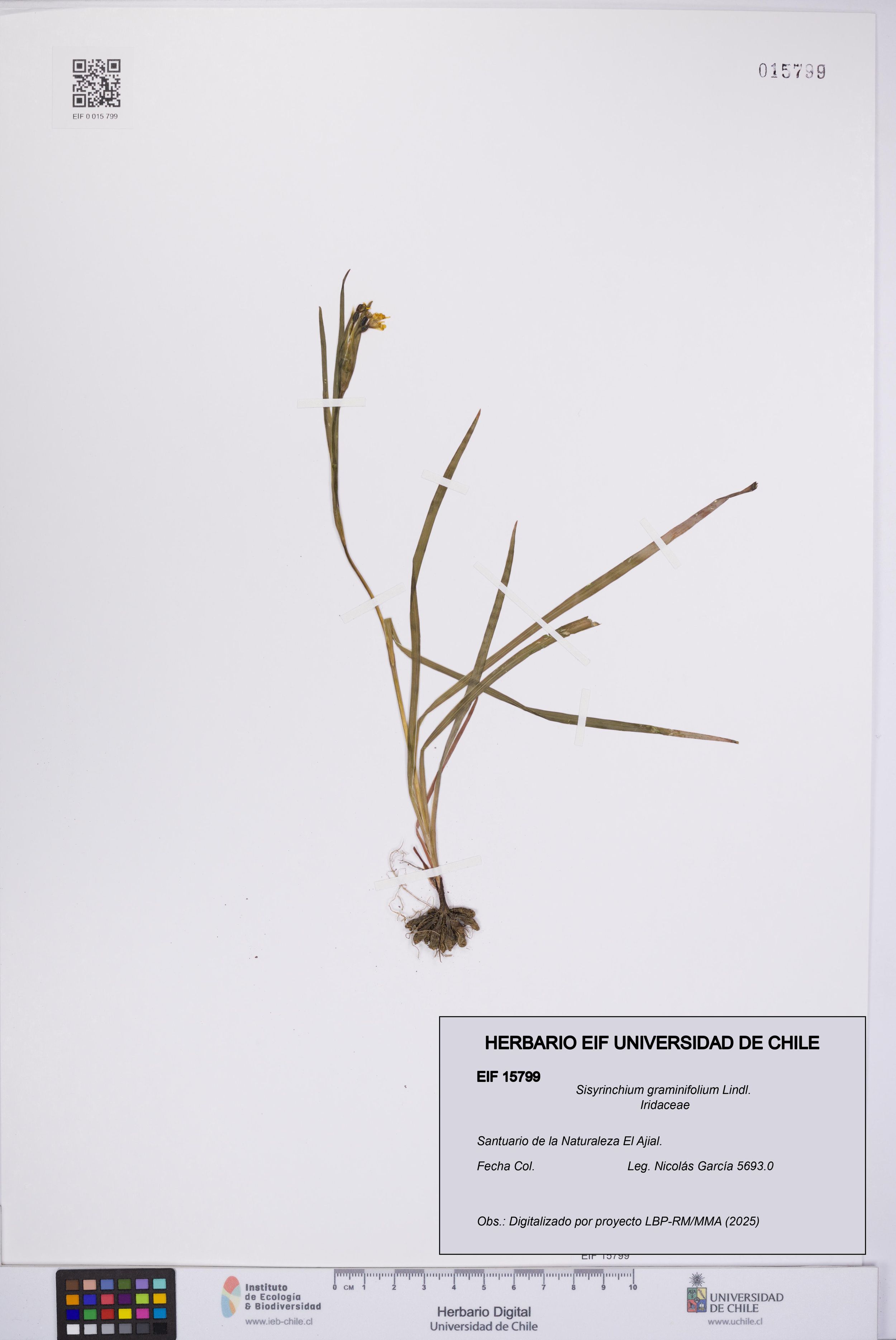 Sisyrinchium graminifolium [Espécimen: ]