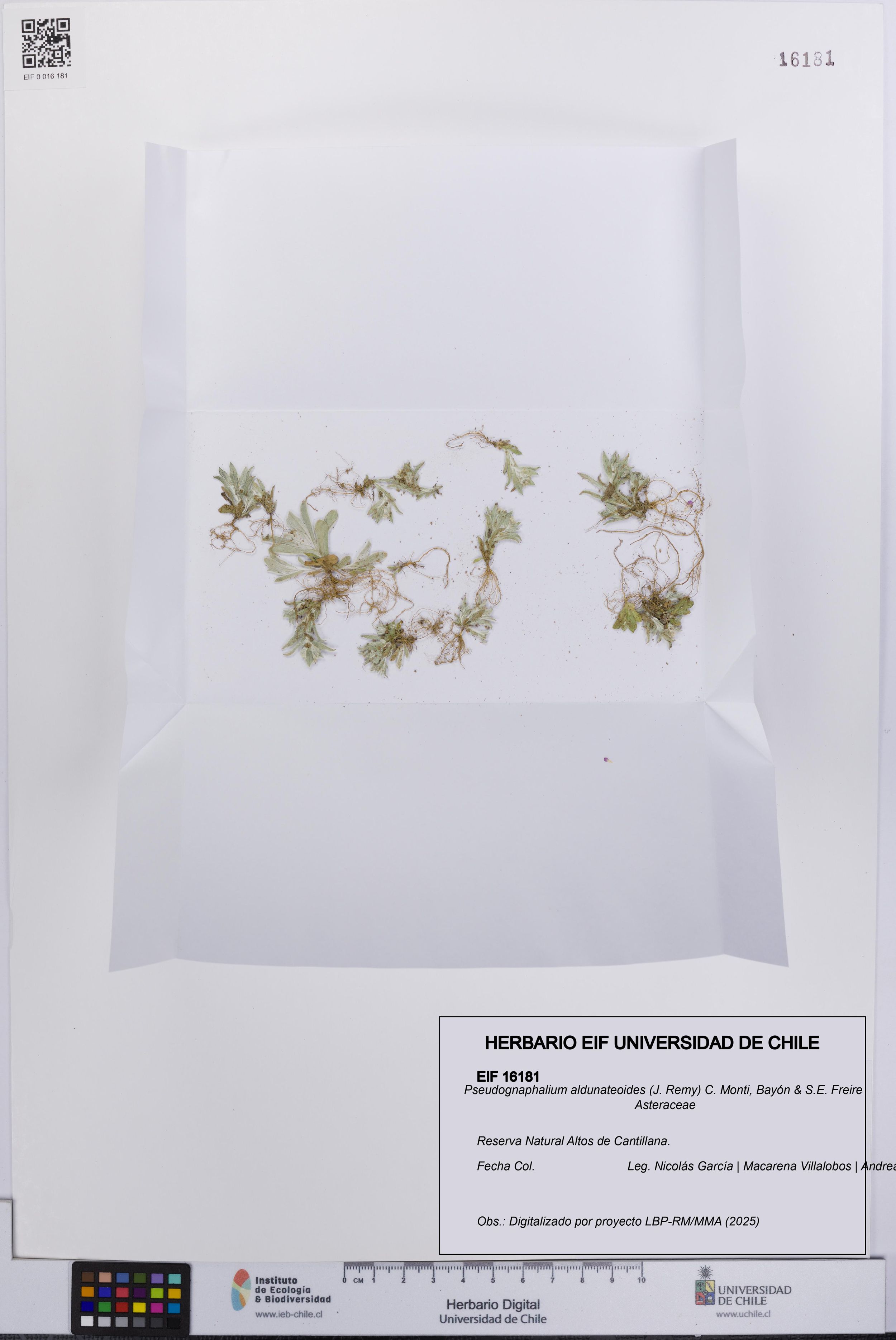 Pseudognaphalium aldunateoides [Espécimen: ]