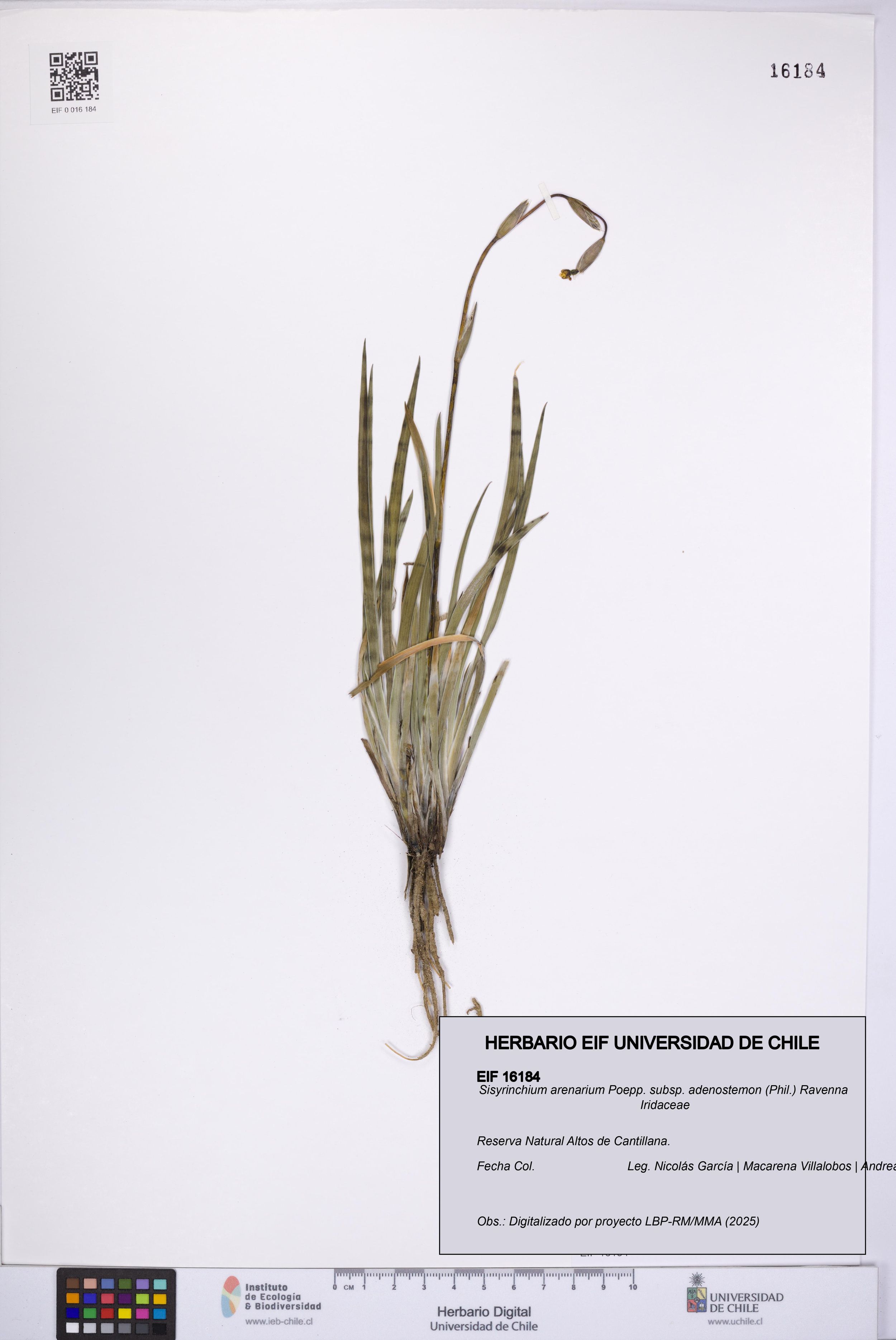 Sisyrinchium arenarium [Espécimen: ]