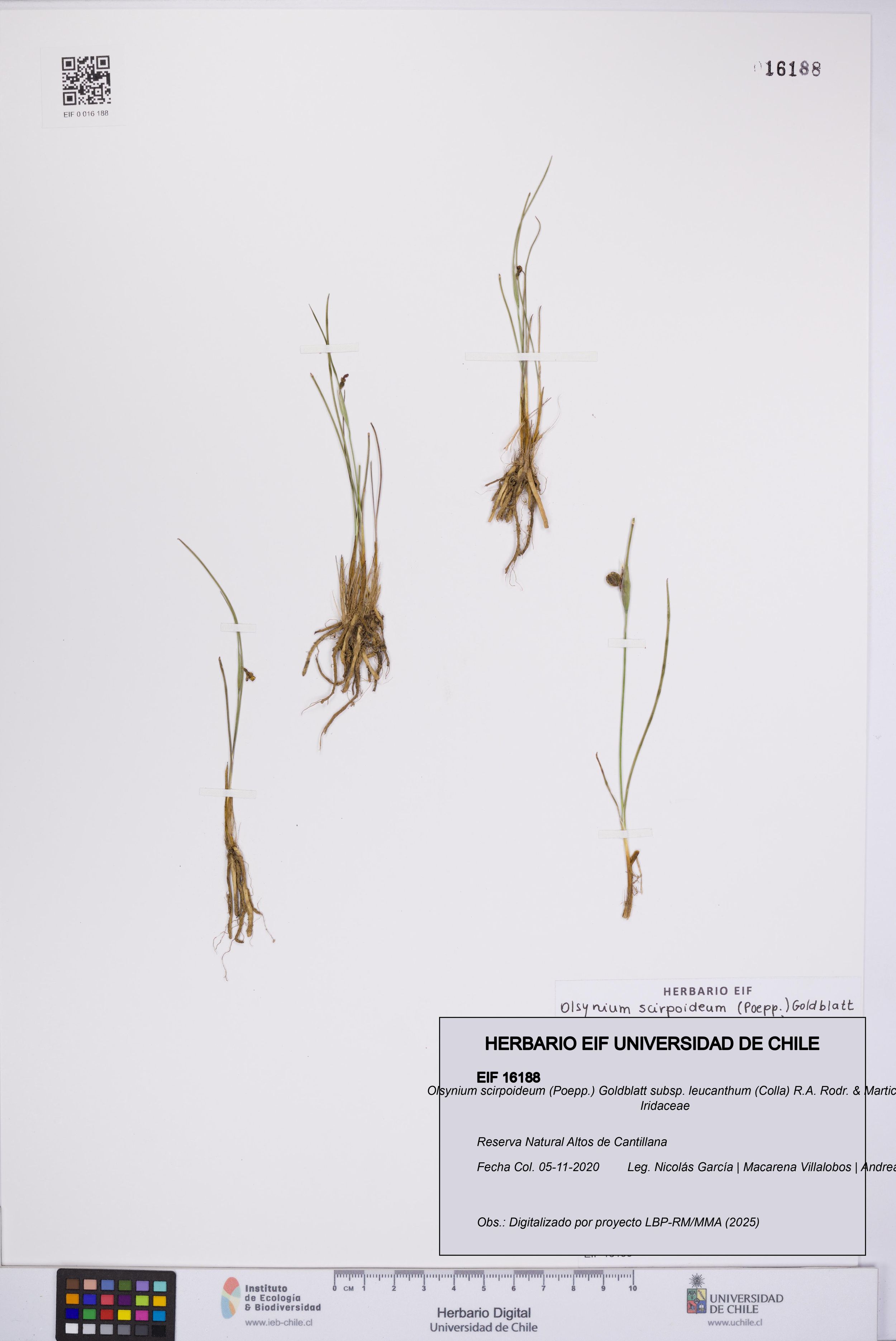 Olsynium scirpoideum subsp. leucanthum [Espécimen: ]