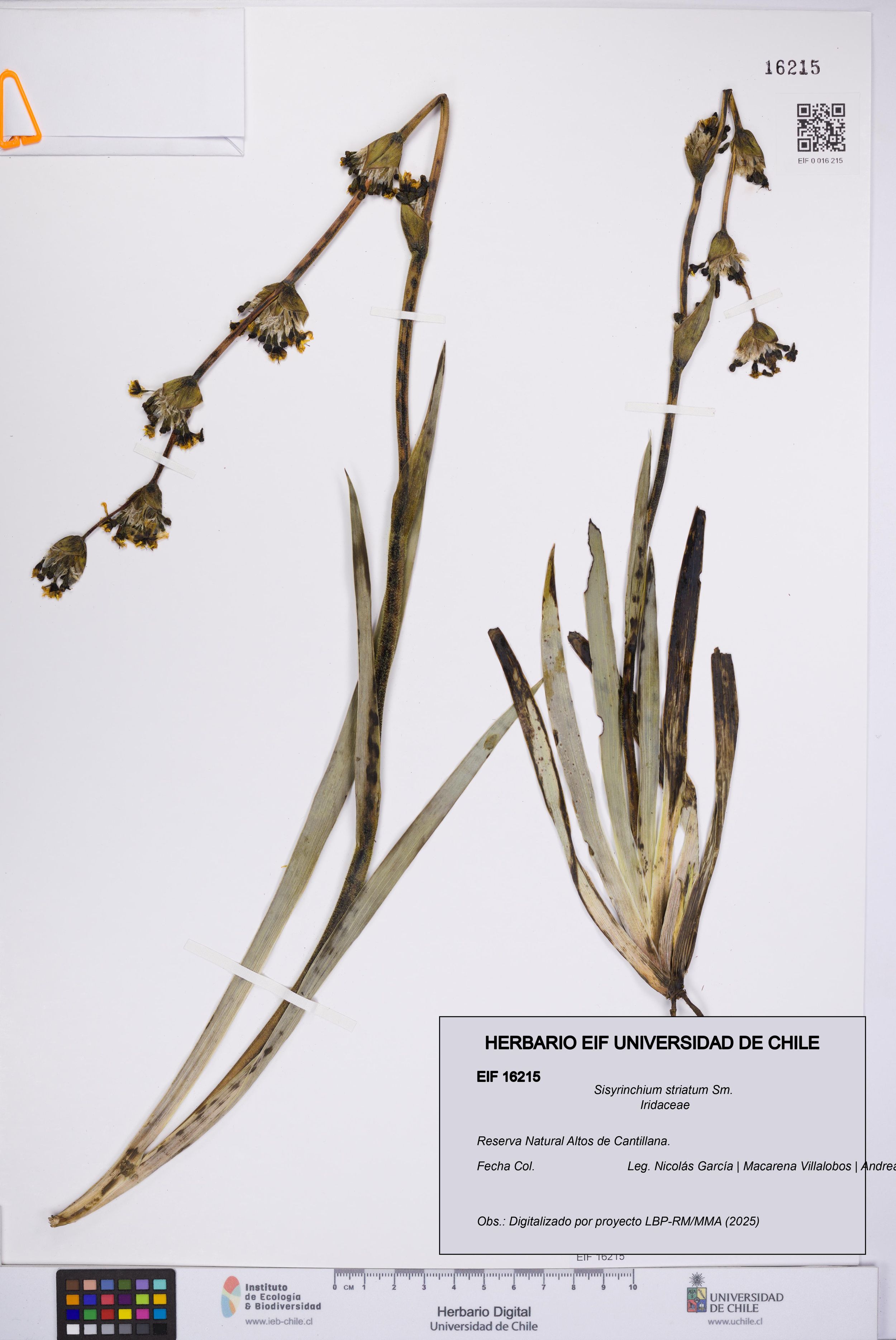 Sisyrinchium striatum [Espécimen: ]