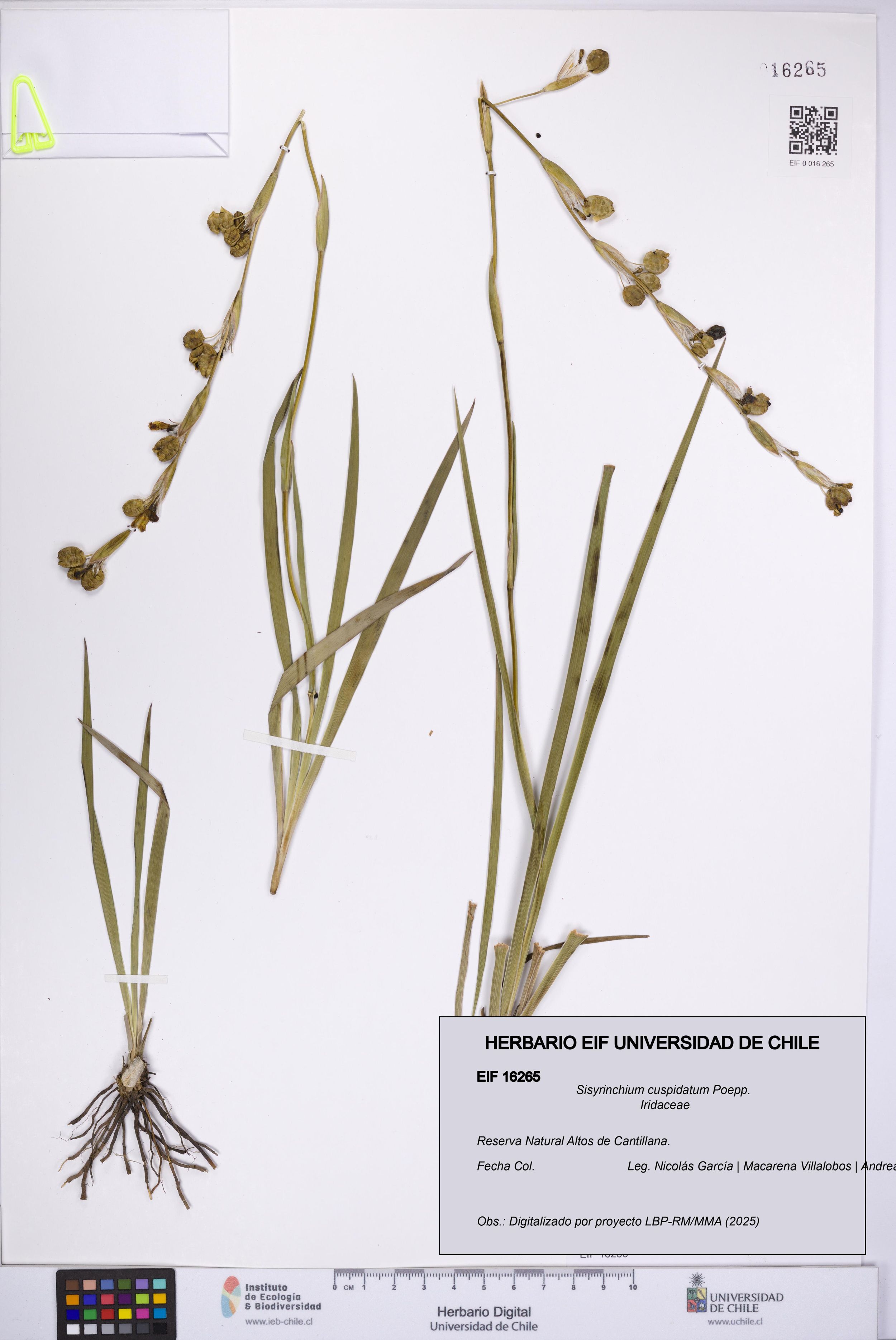 Sisyrinchium cuspidatum [Espécimen: ]