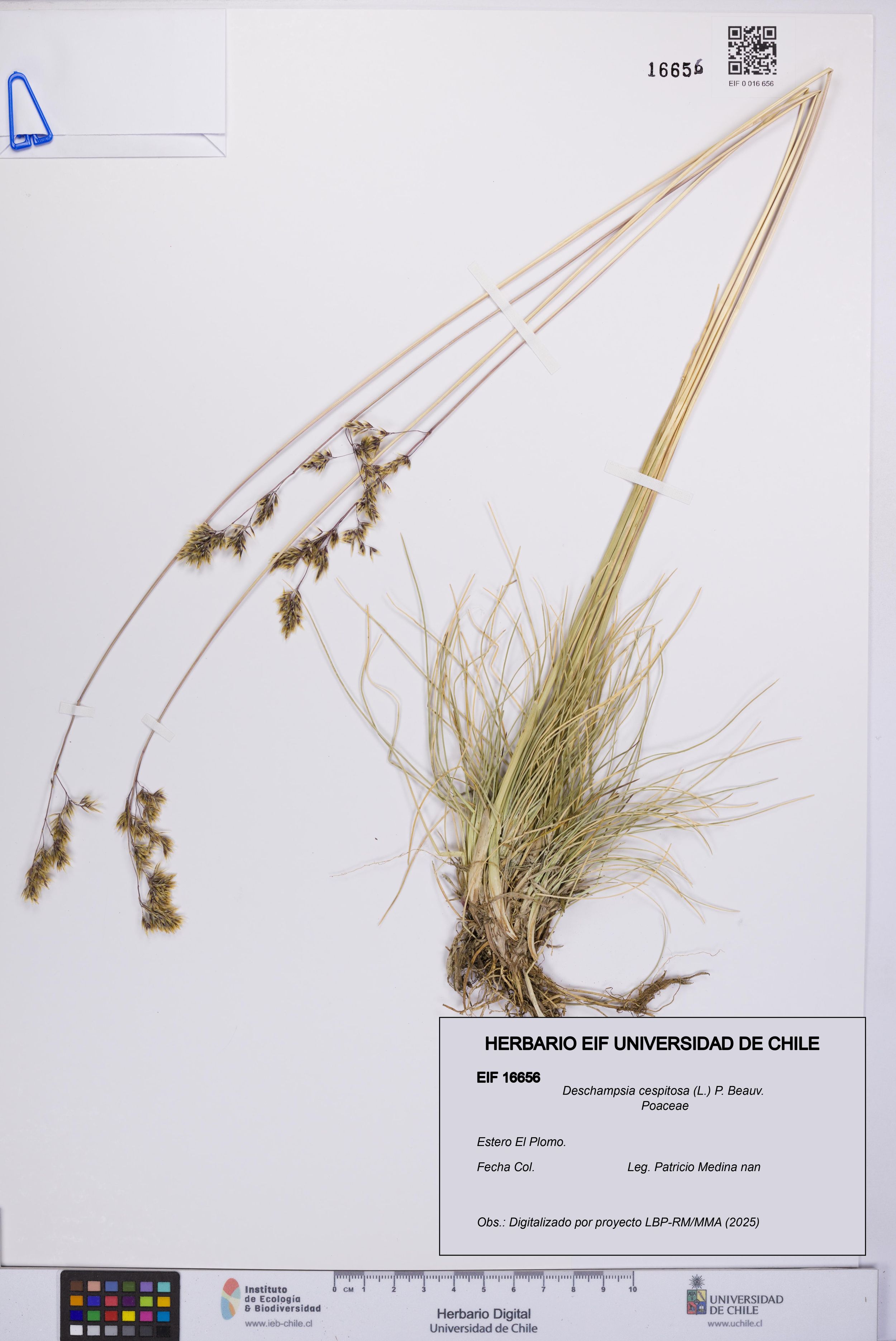 Deschampsia cespitosa [Espécimen: ]