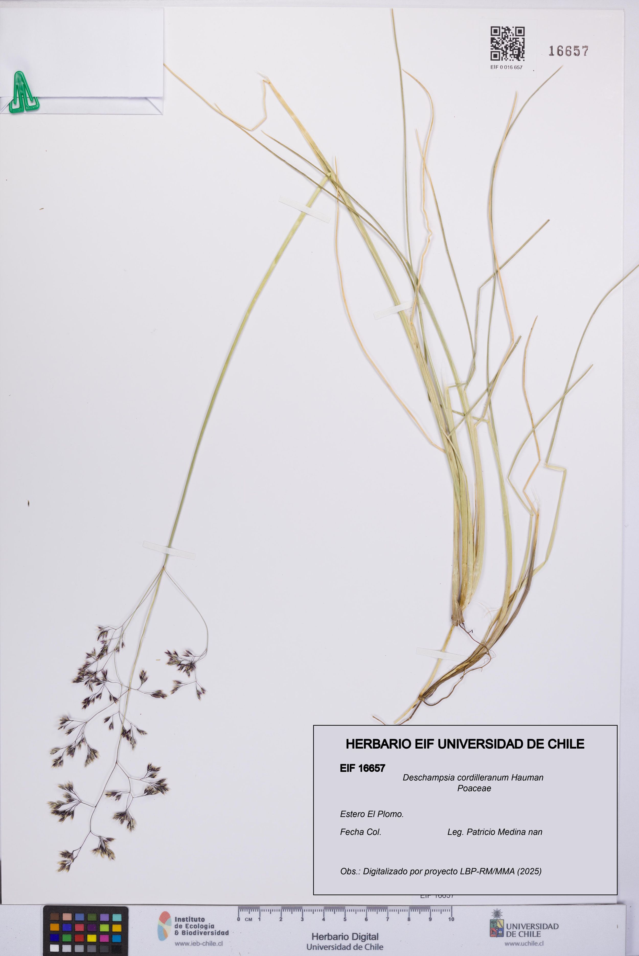 Deschampsia cordilleranum [Espécimen: ]