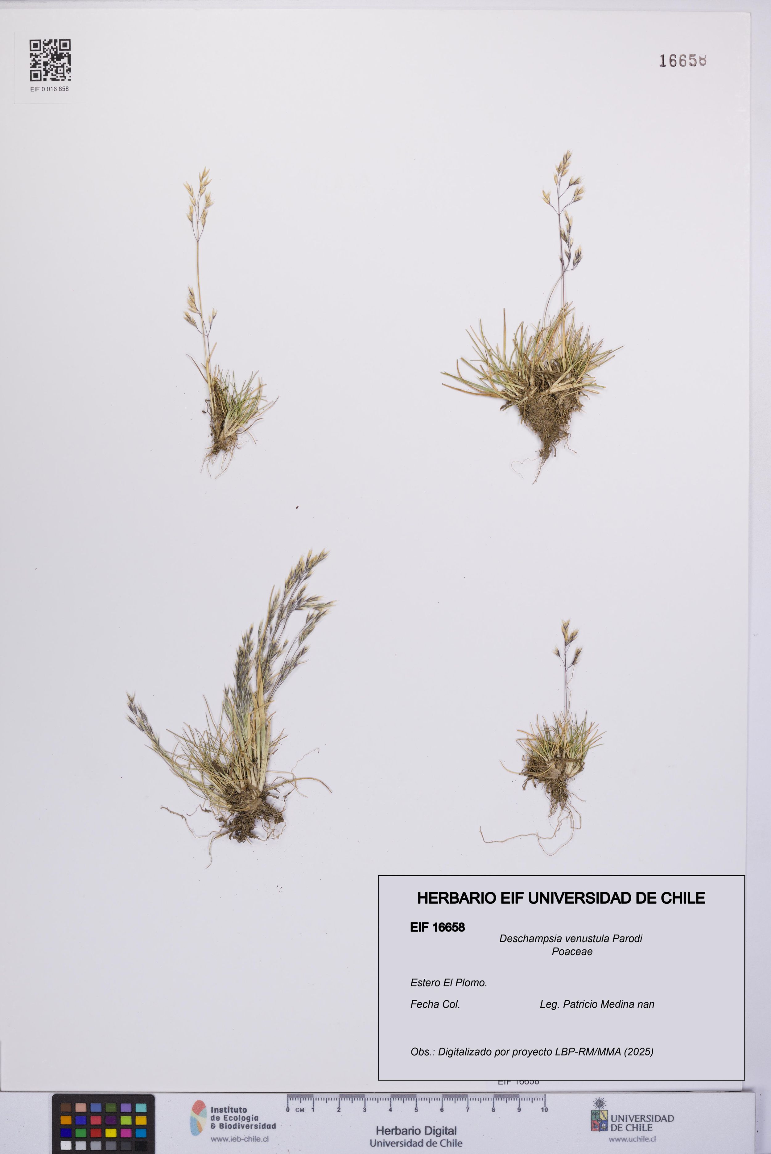 Deschampsia venustula [Espécimen: ]