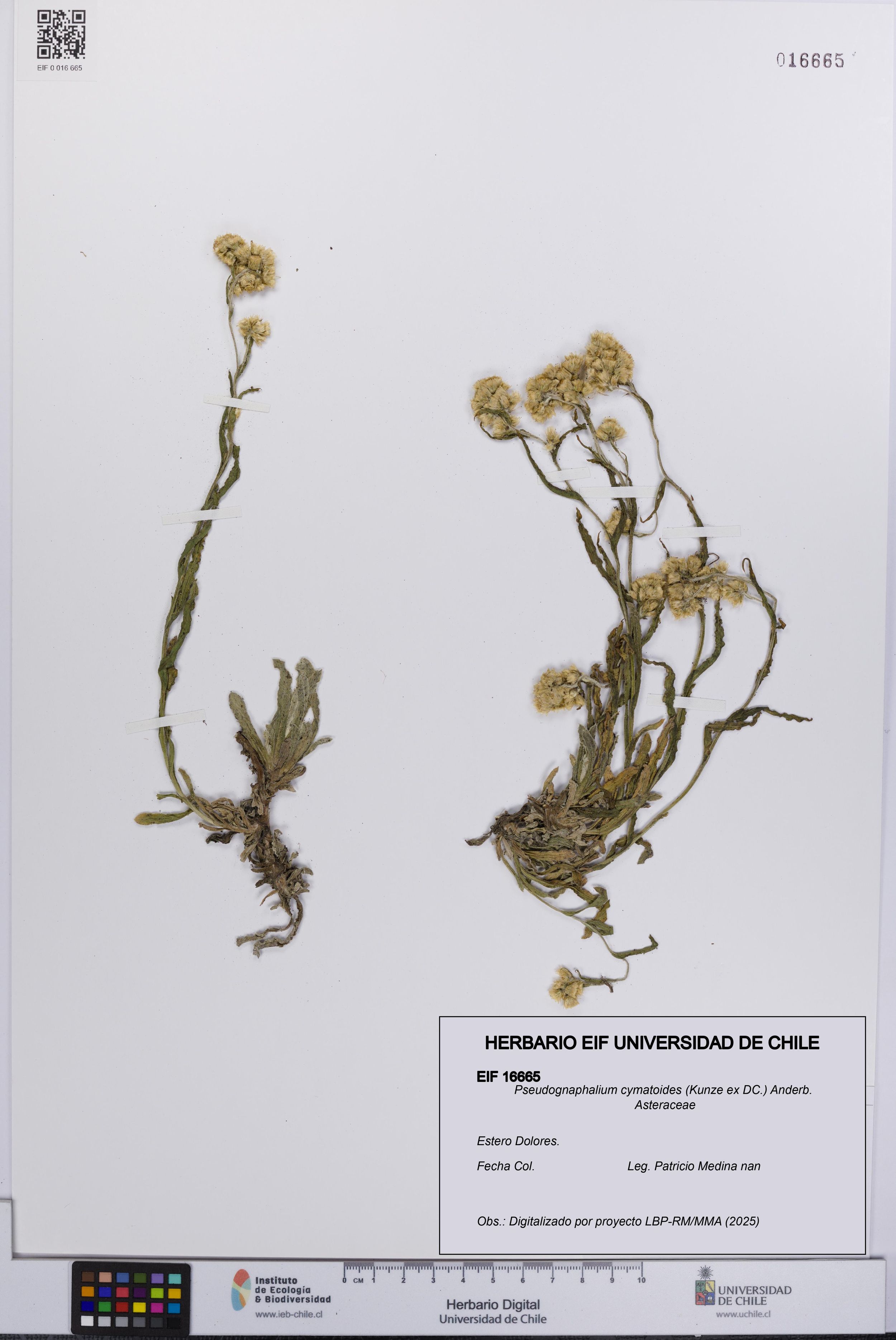 Pseudognaphalium cymatoides [Espécimen: ]