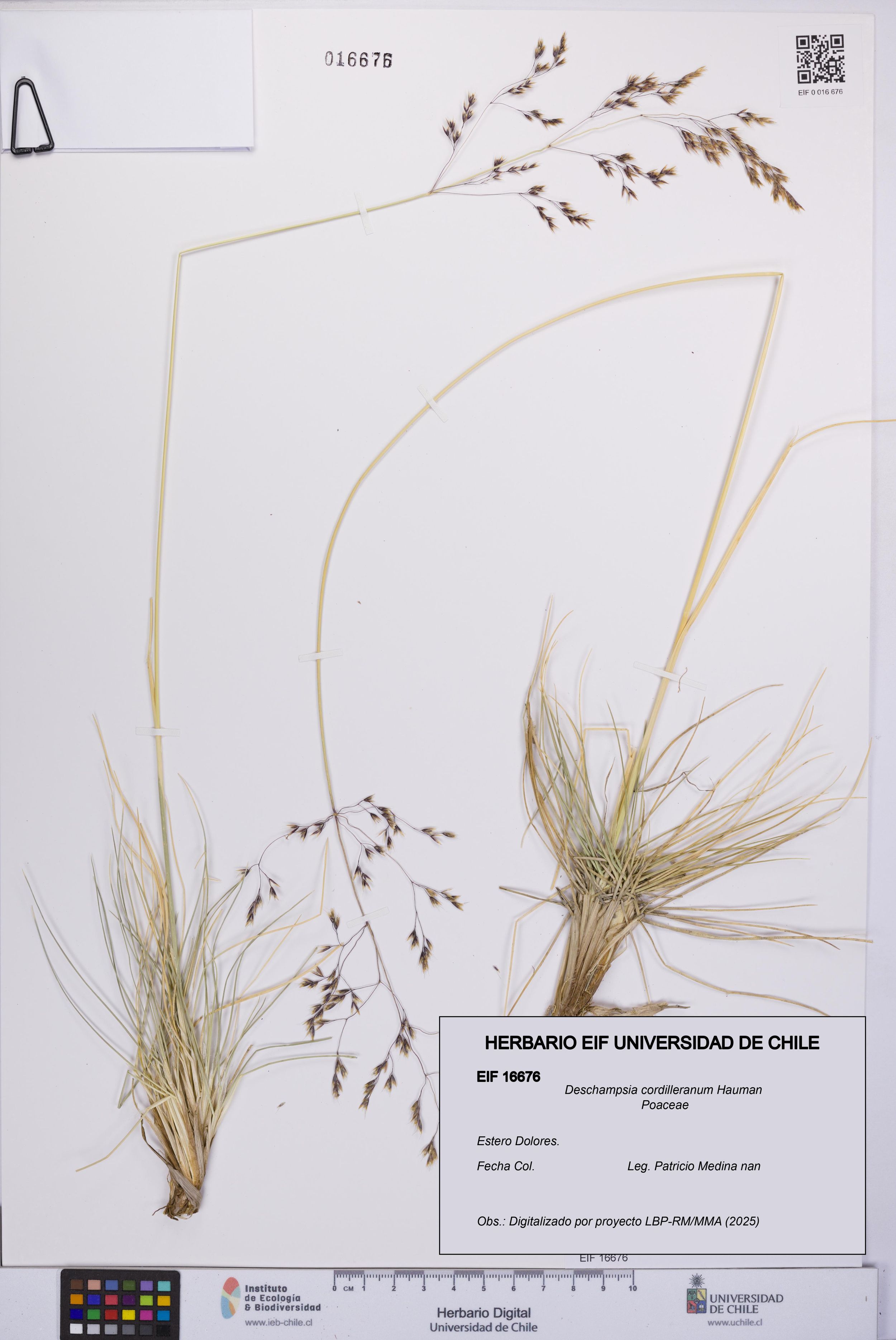 Deschampsia cordilleranum [Espécimen: ]