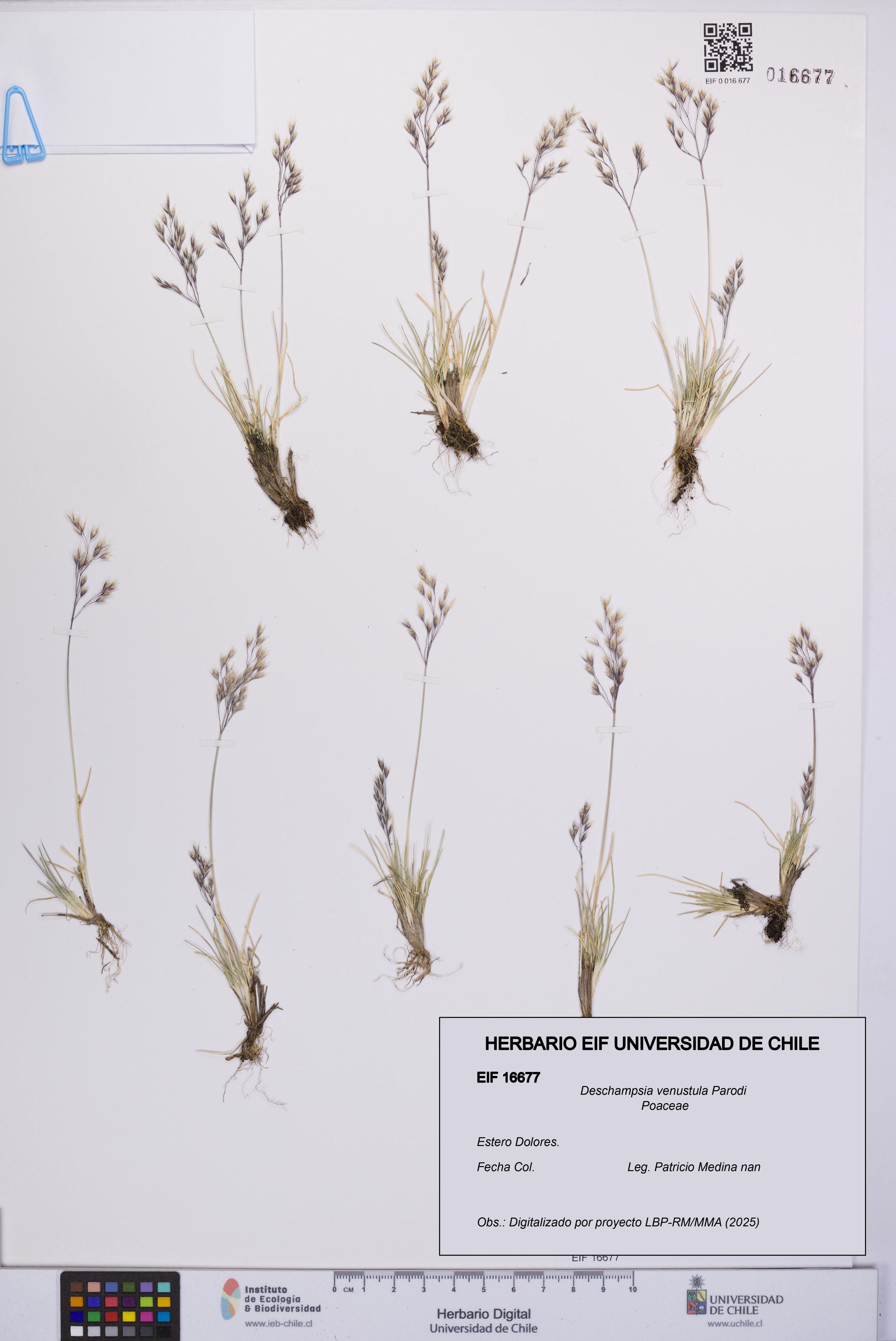 Deschampsia venustula [Espécimen: ]