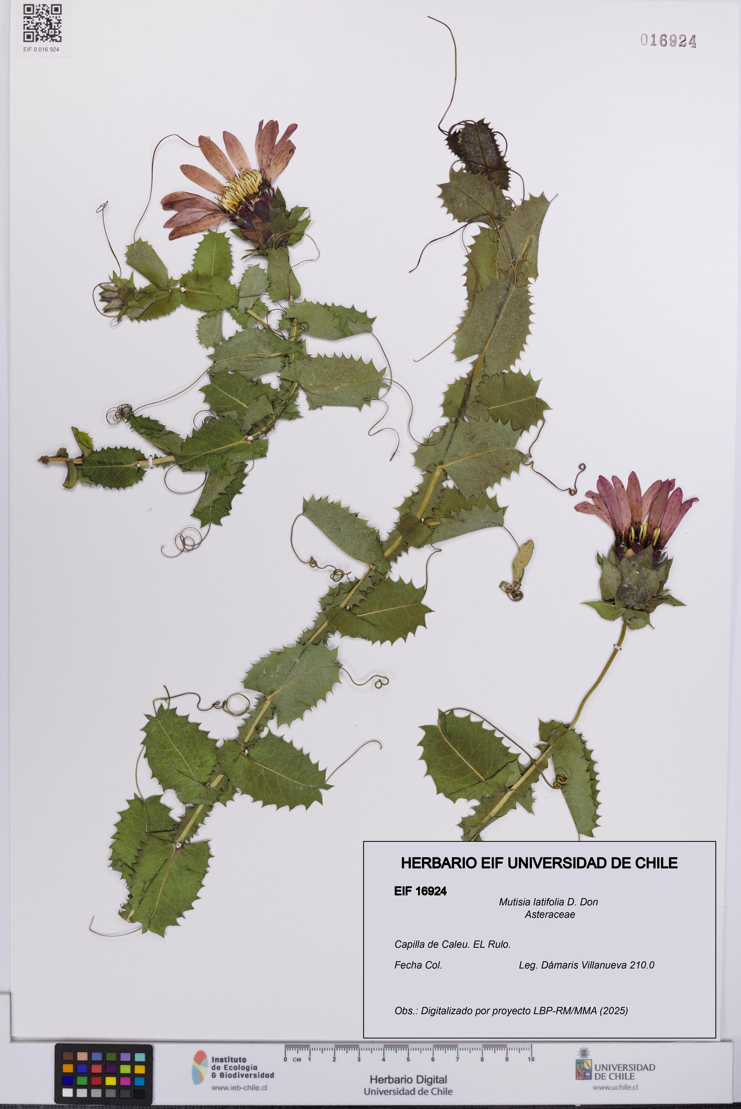 Mutisia latifolia [Espécimen: ]