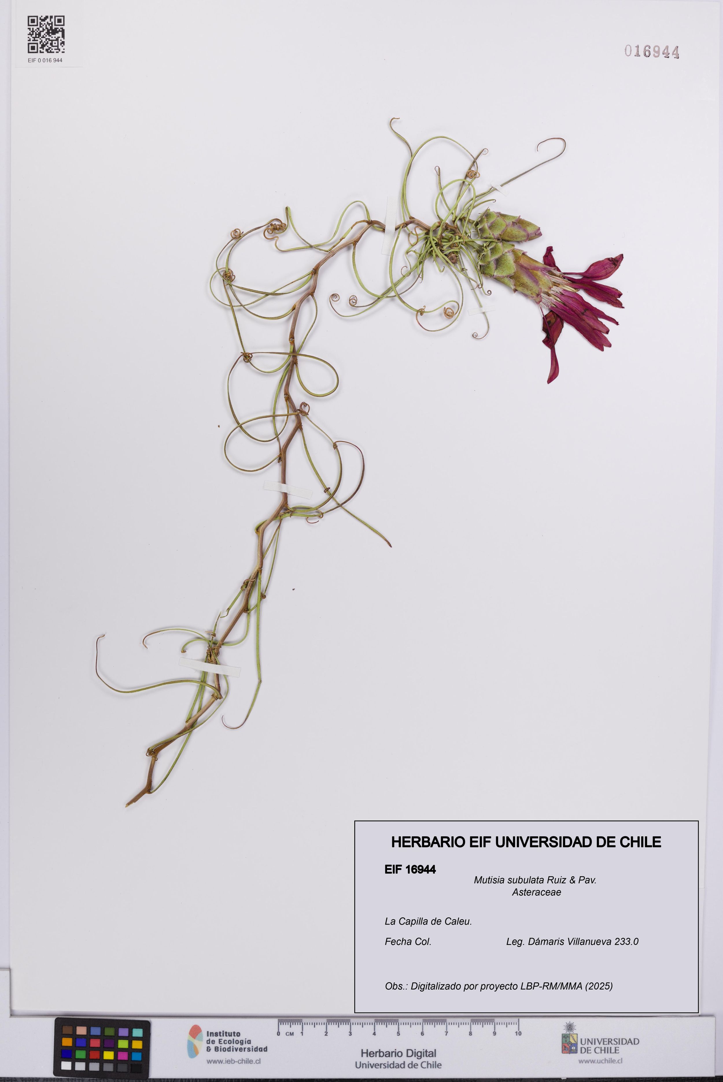 Mutisia subulata [Espécimen: ]