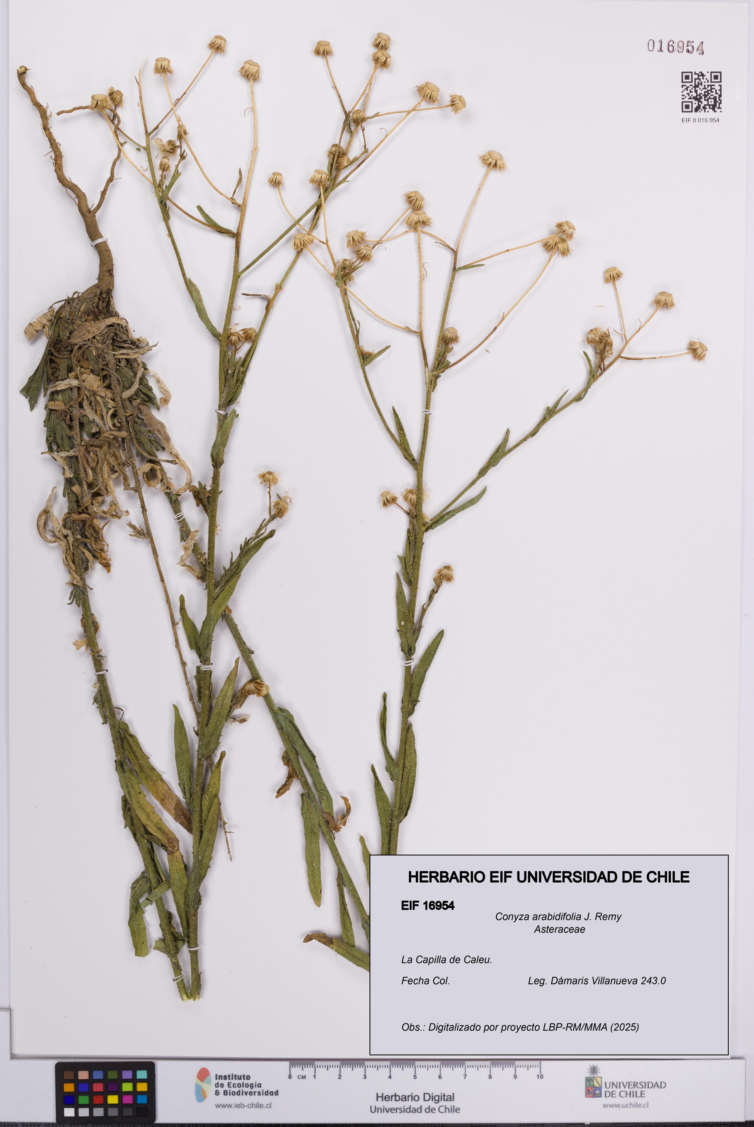 Conyza arabidifolia [Espécimen: ]