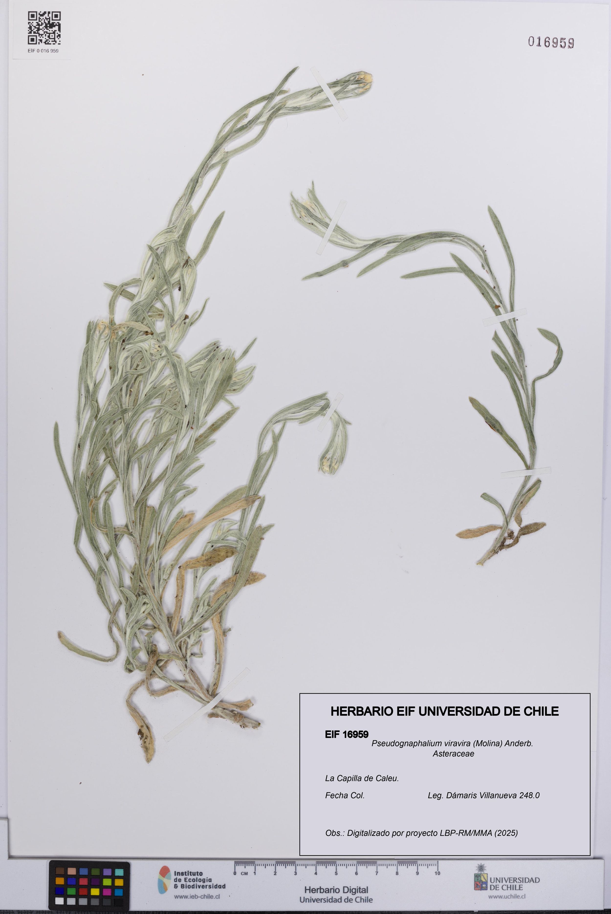 Pseudognaphalium viravira [Espécimen: ]