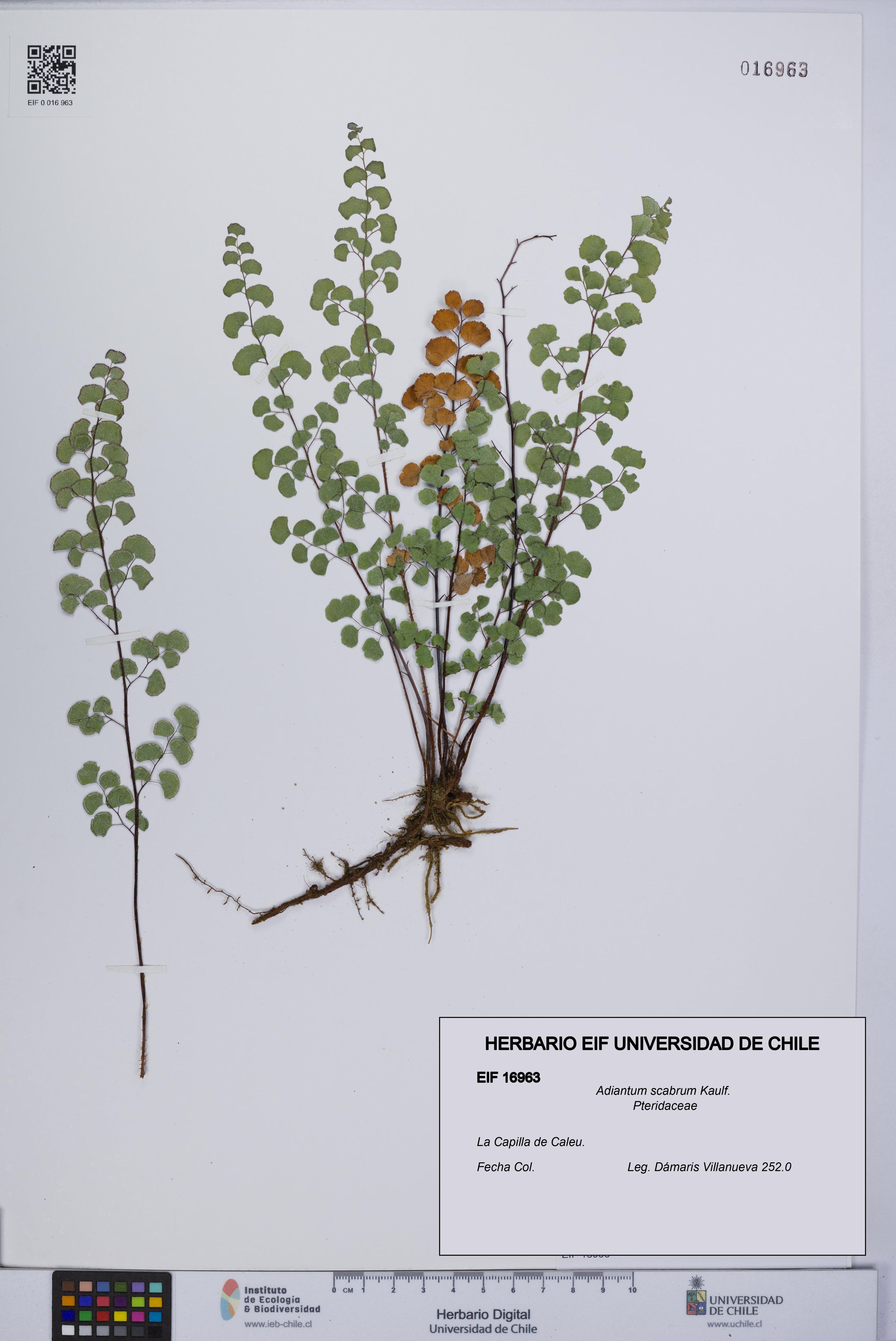 Adiantum scabrum [Espécimen: ]