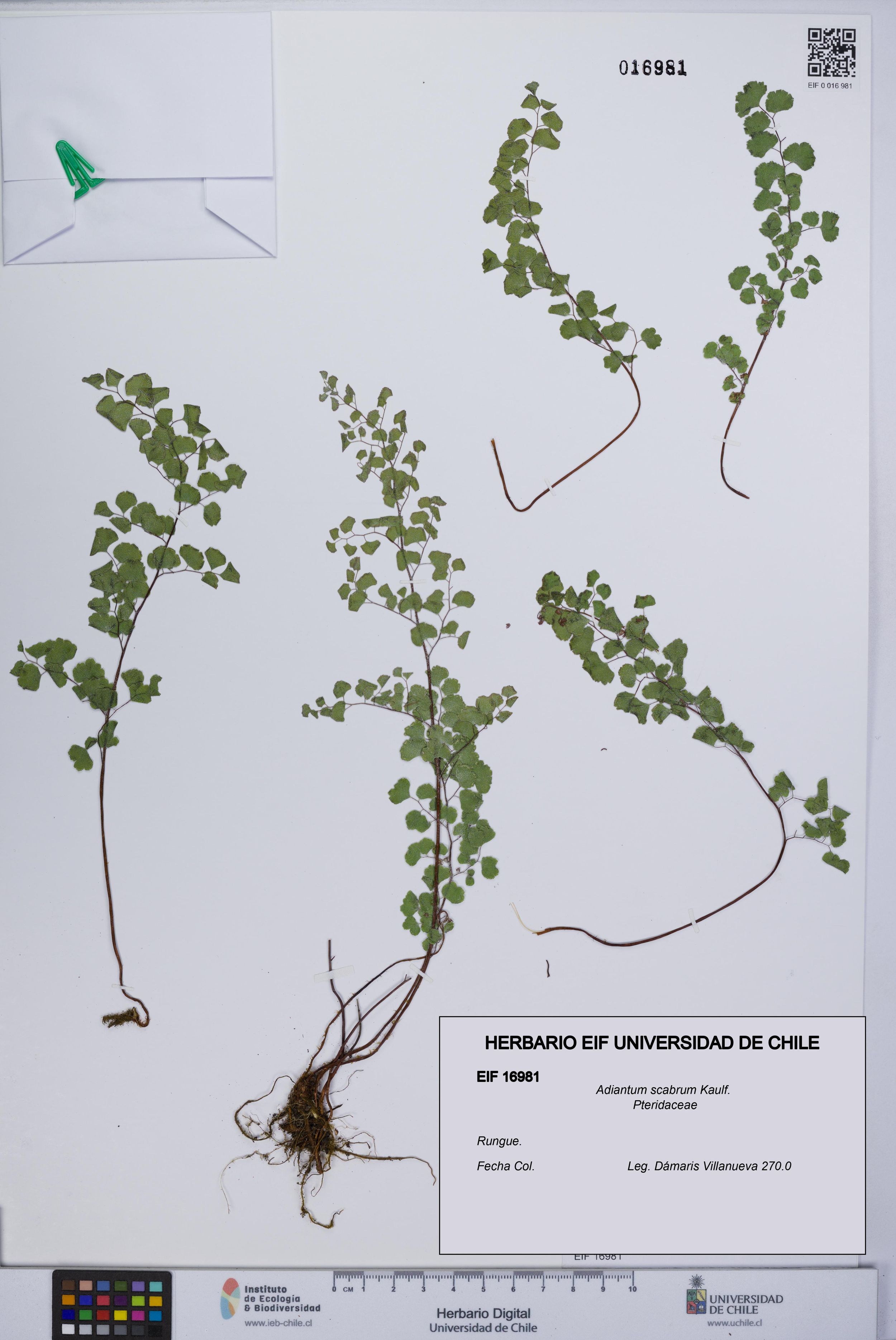 Adiantum scabrum [Espécimen: ]