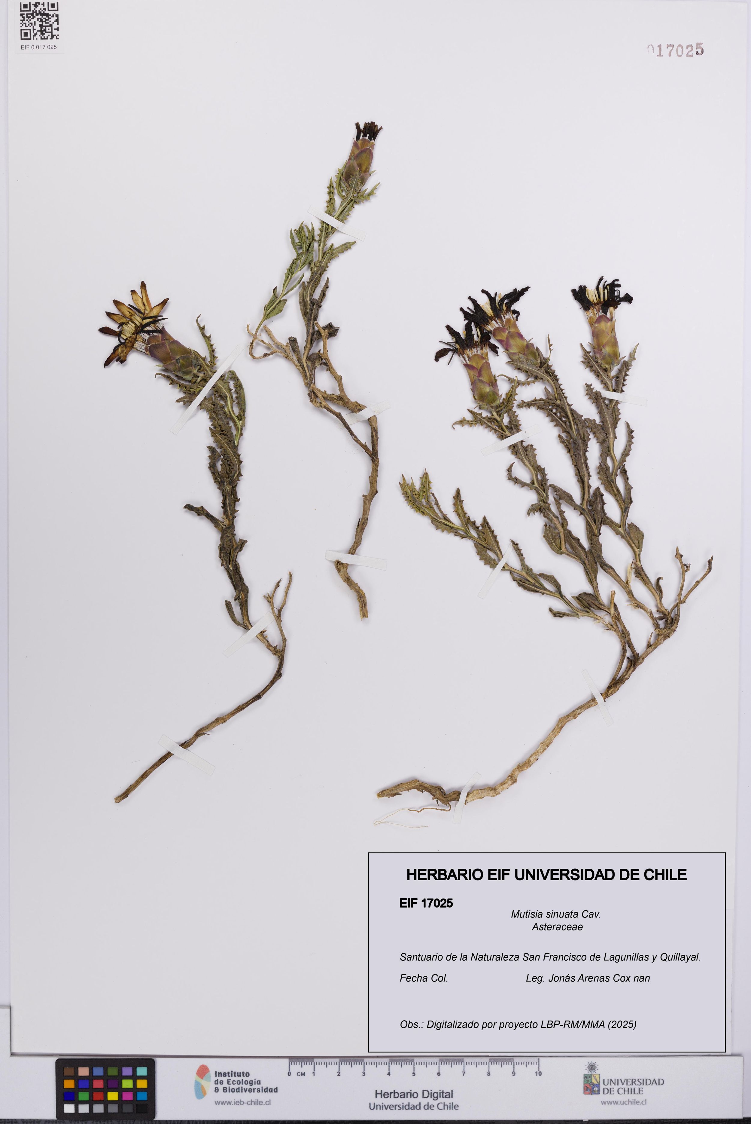 Mutisia sinuata [Espécimen: ]