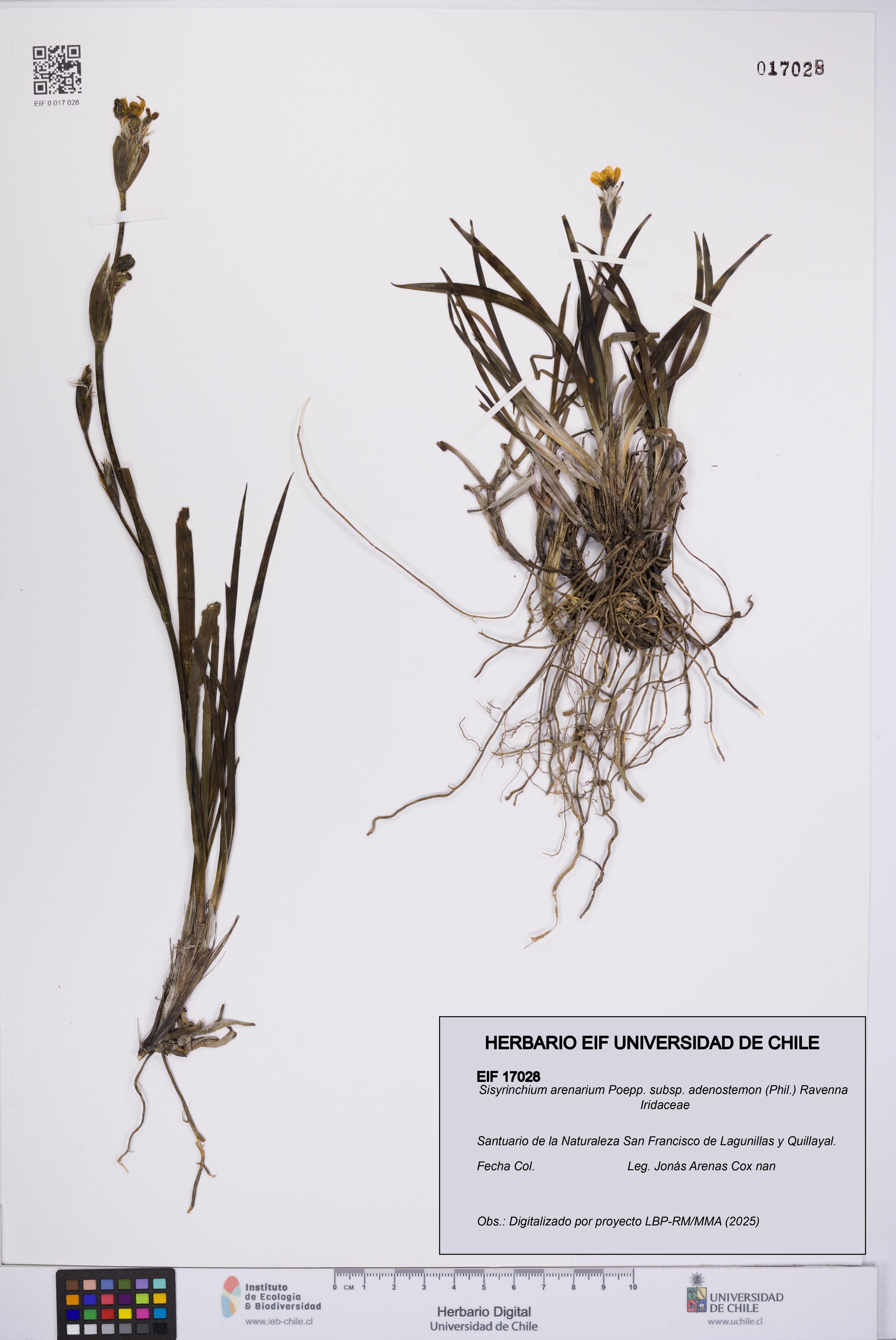 Sisyrinchium arenarium subsp. adenostemon [Espécimen: ]