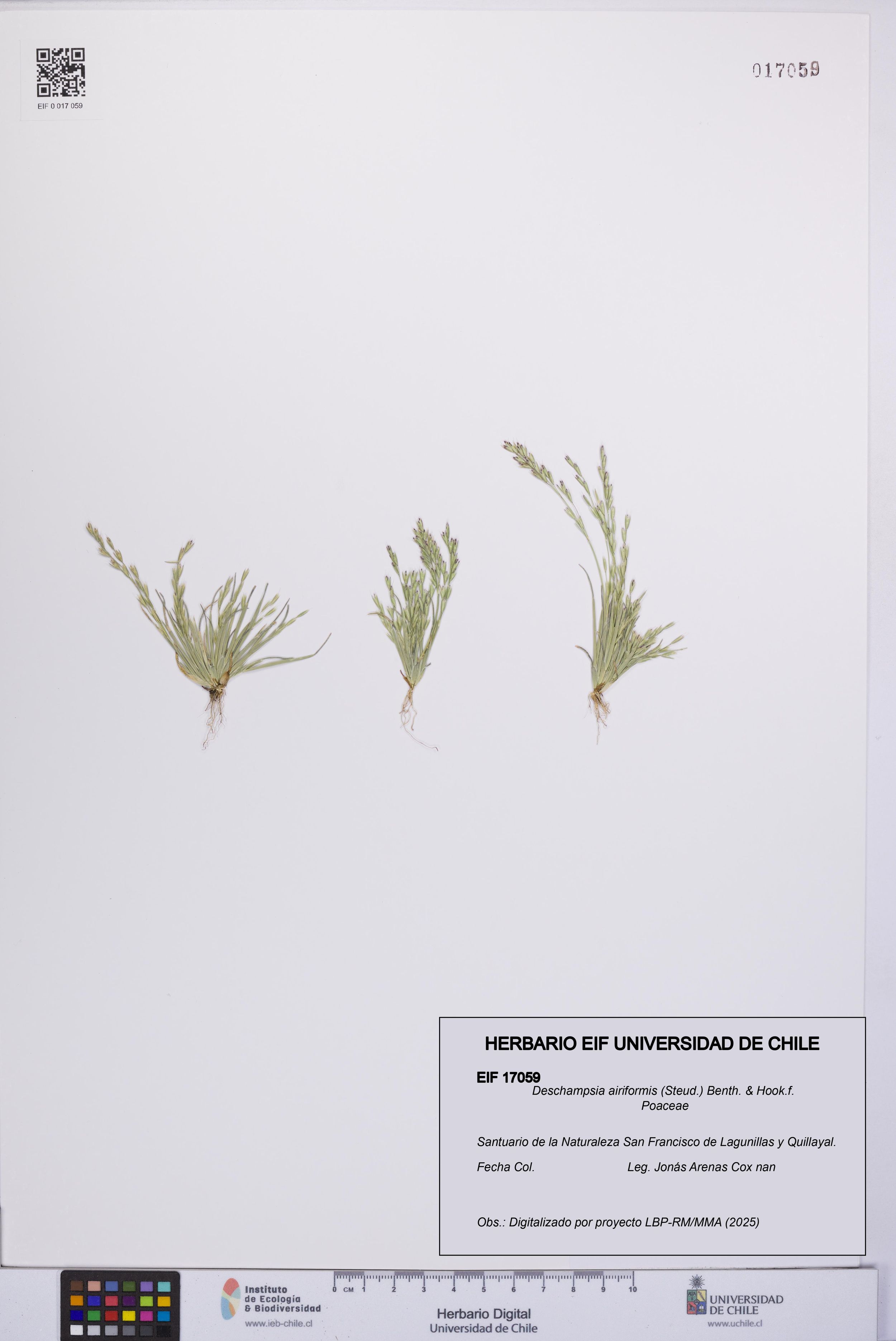 Deschampsia airiformis [Espécimen: ]