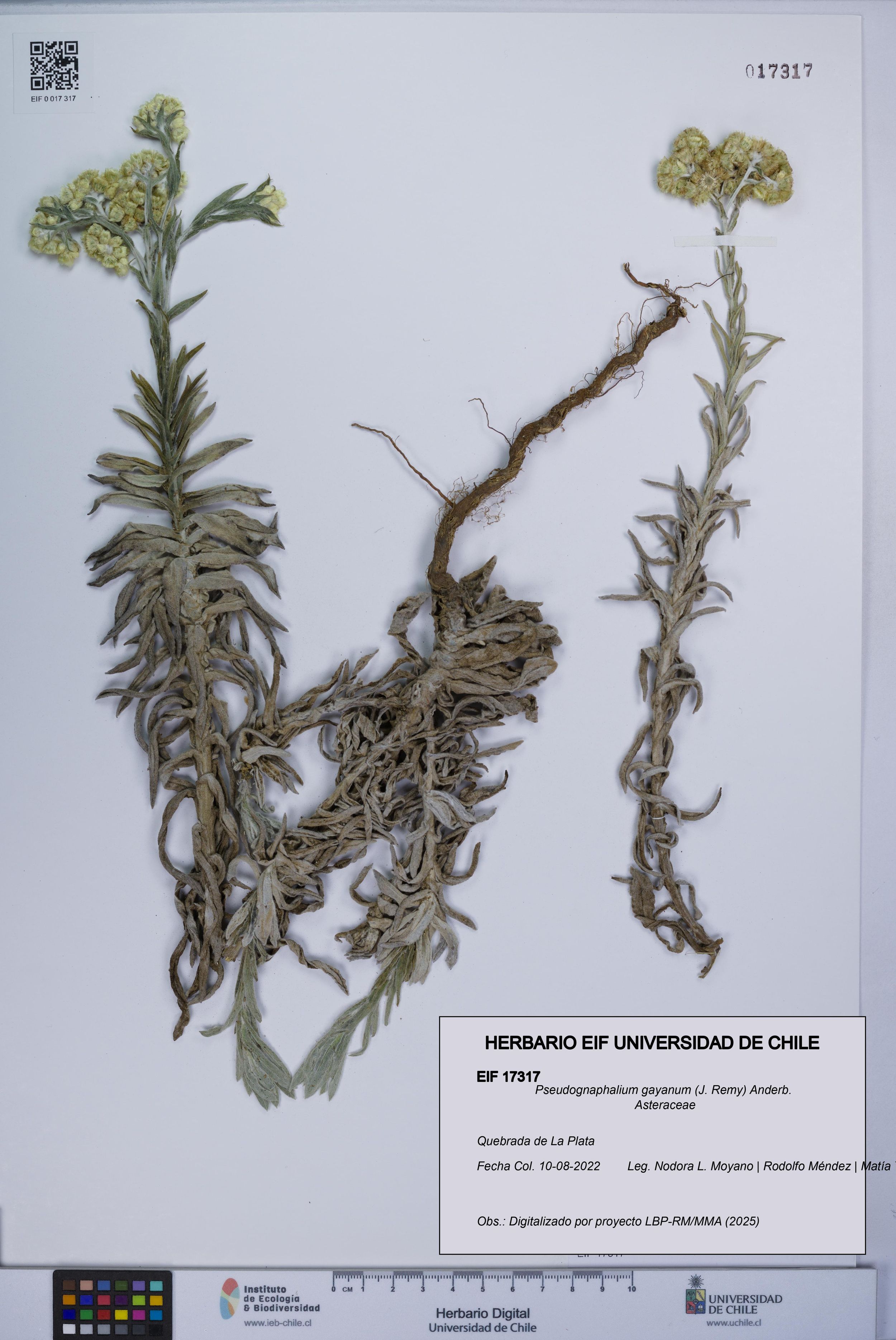 Pseudognaphalium gayanum [Espécimen: ]