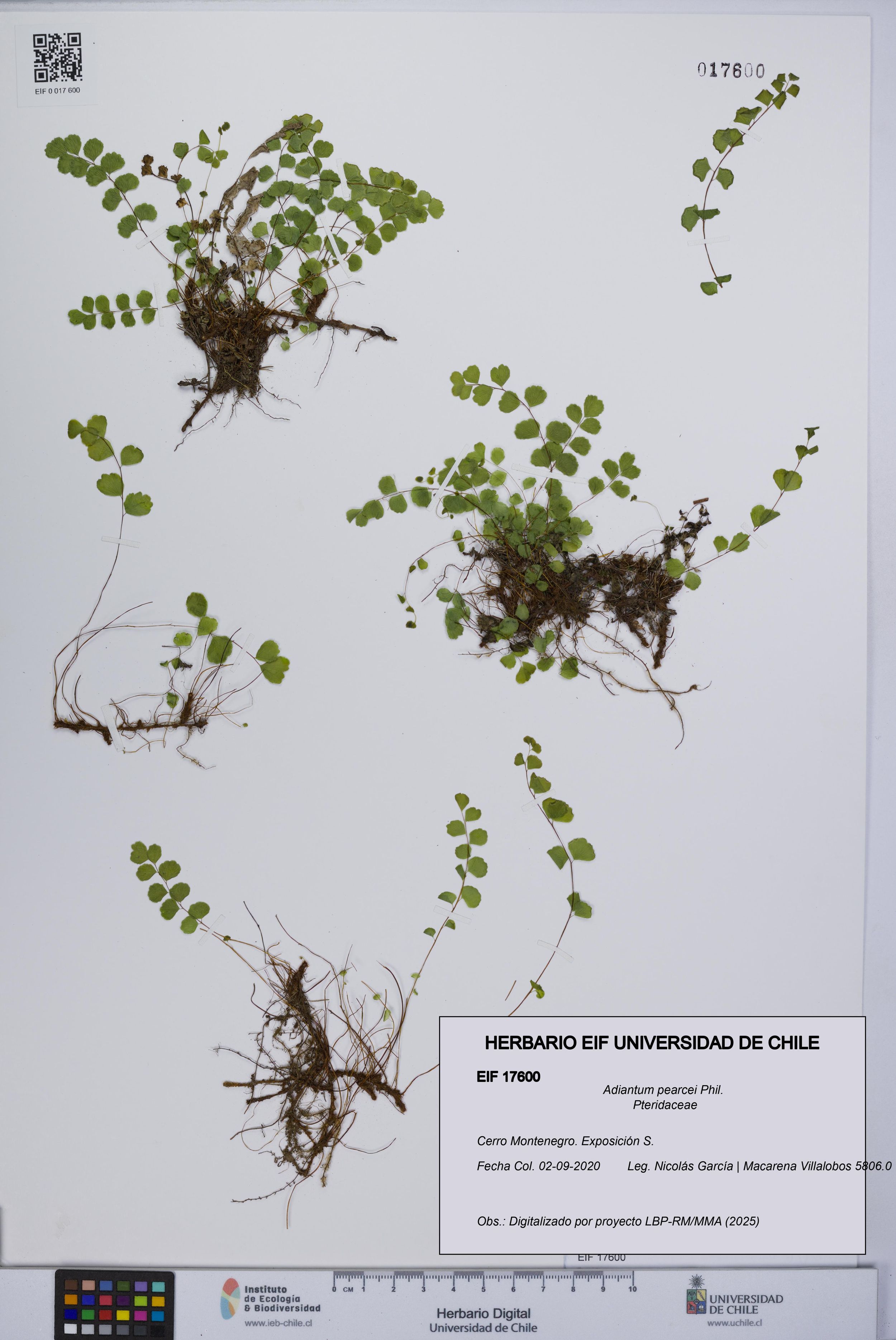Adiantum pearcei [Espécimen: ]