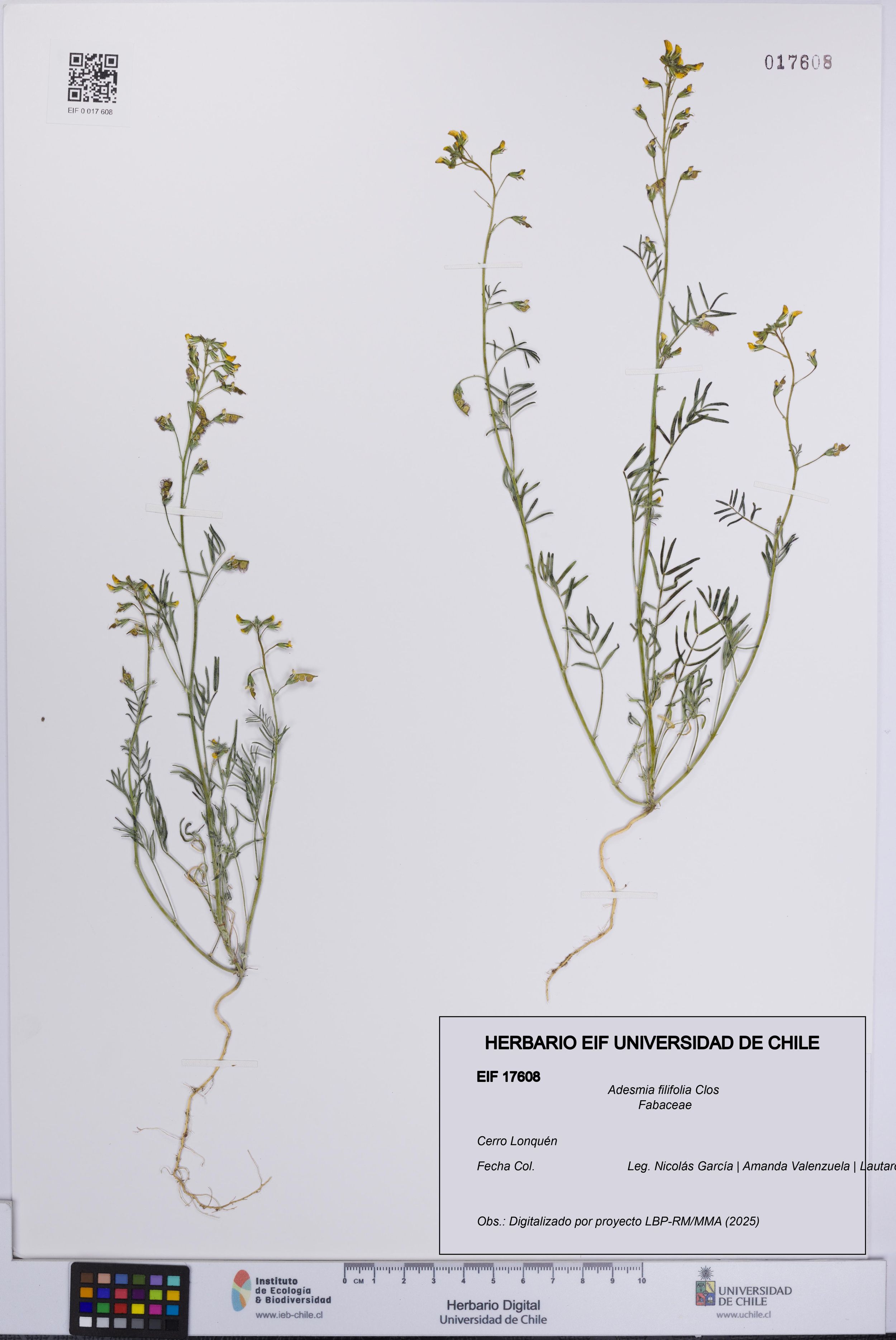 Adesmia filifolia [Espécimen: ]