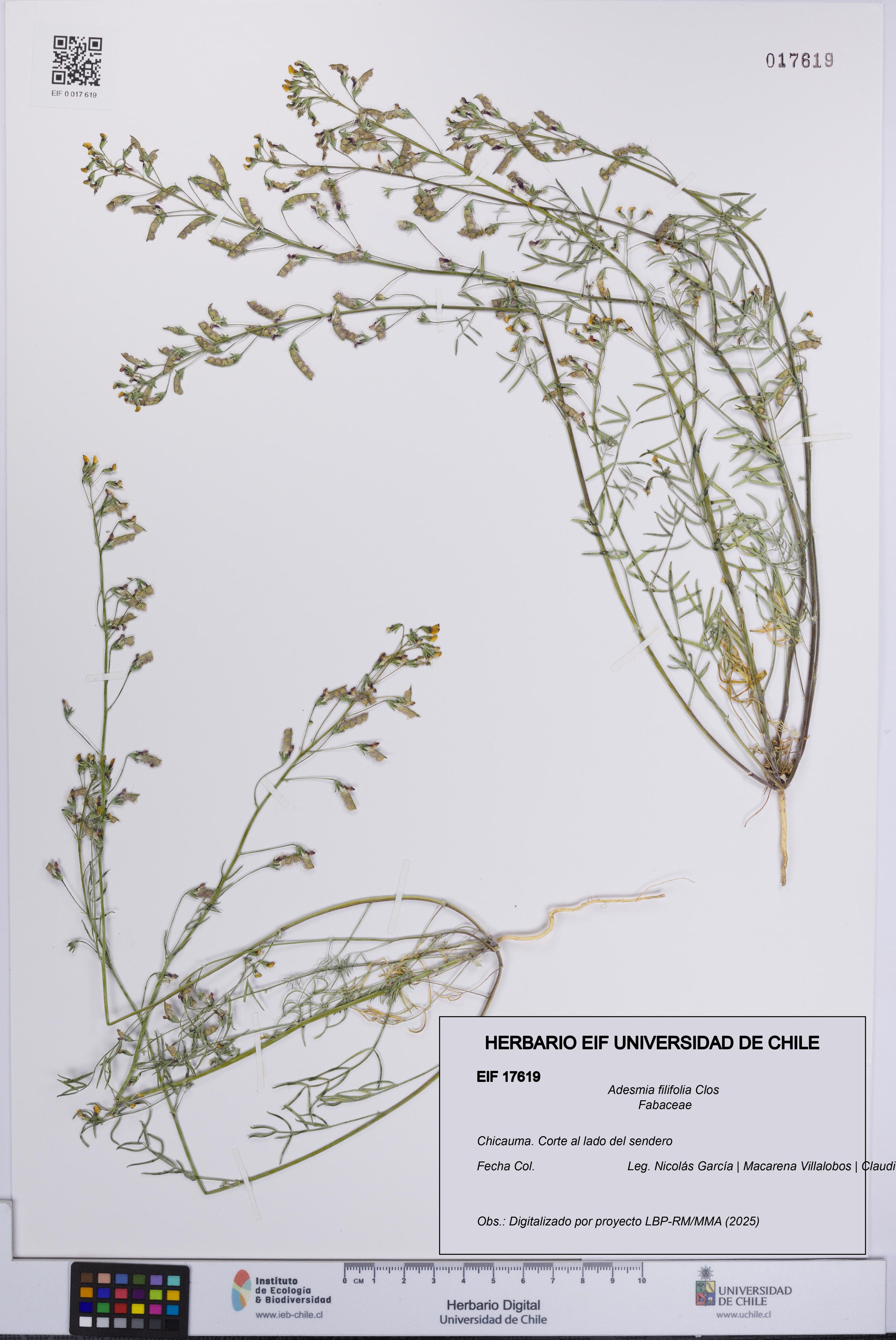 Adesmia filifolia [Espécimen: ]