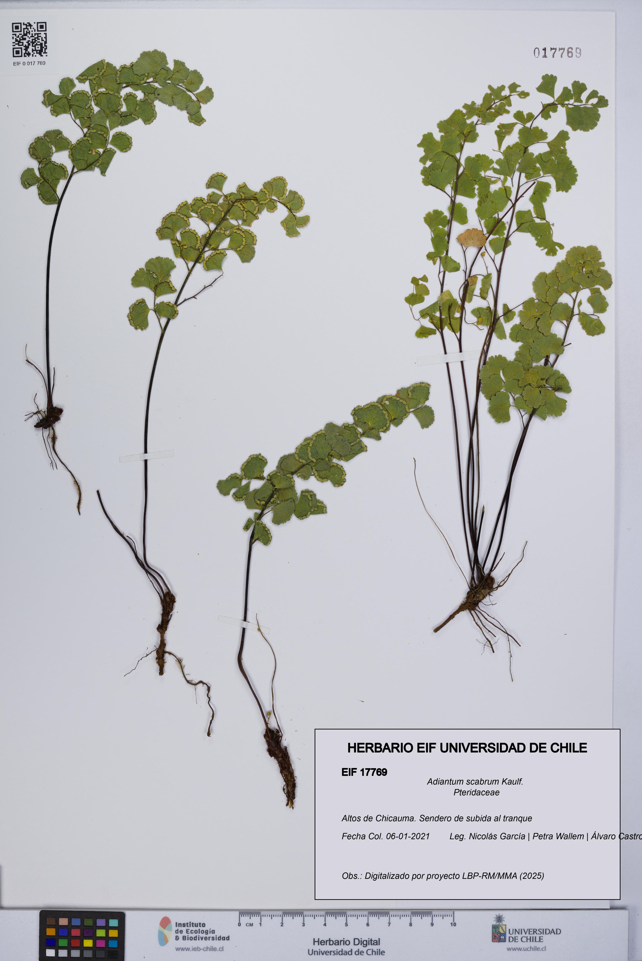 Adiantum scabrum [Espécimen: ]
