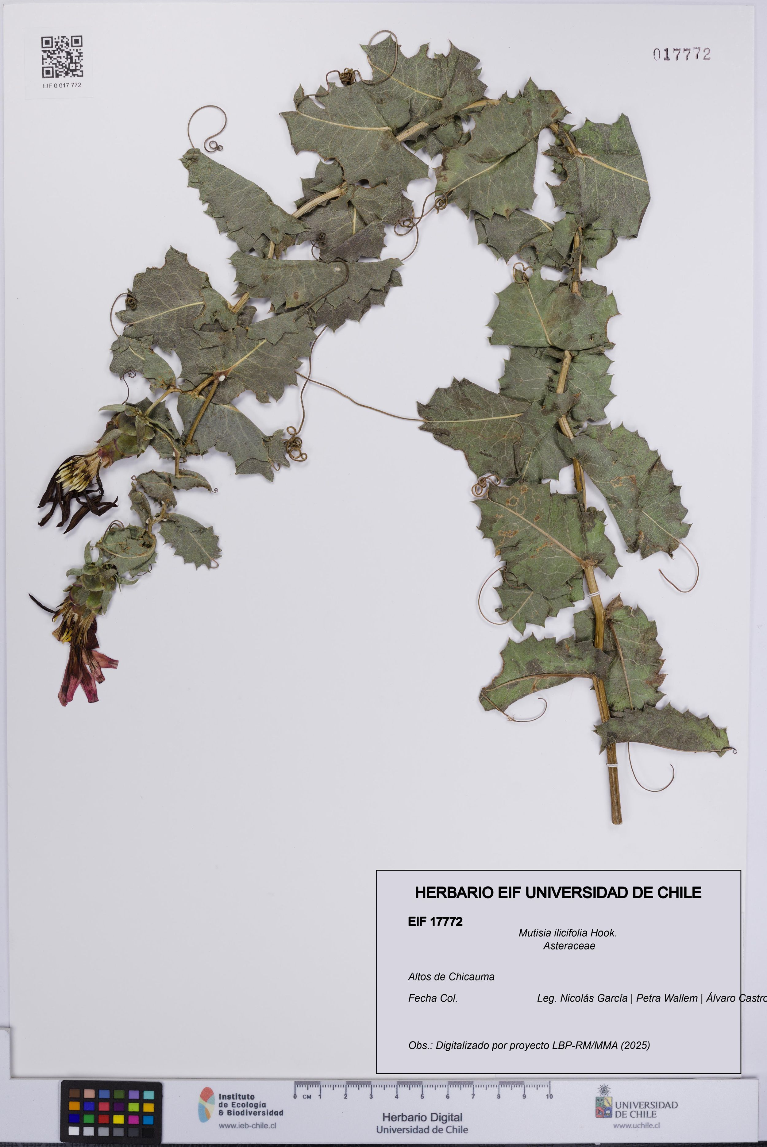 Mutisia ilicifolia [Espécimen: ]