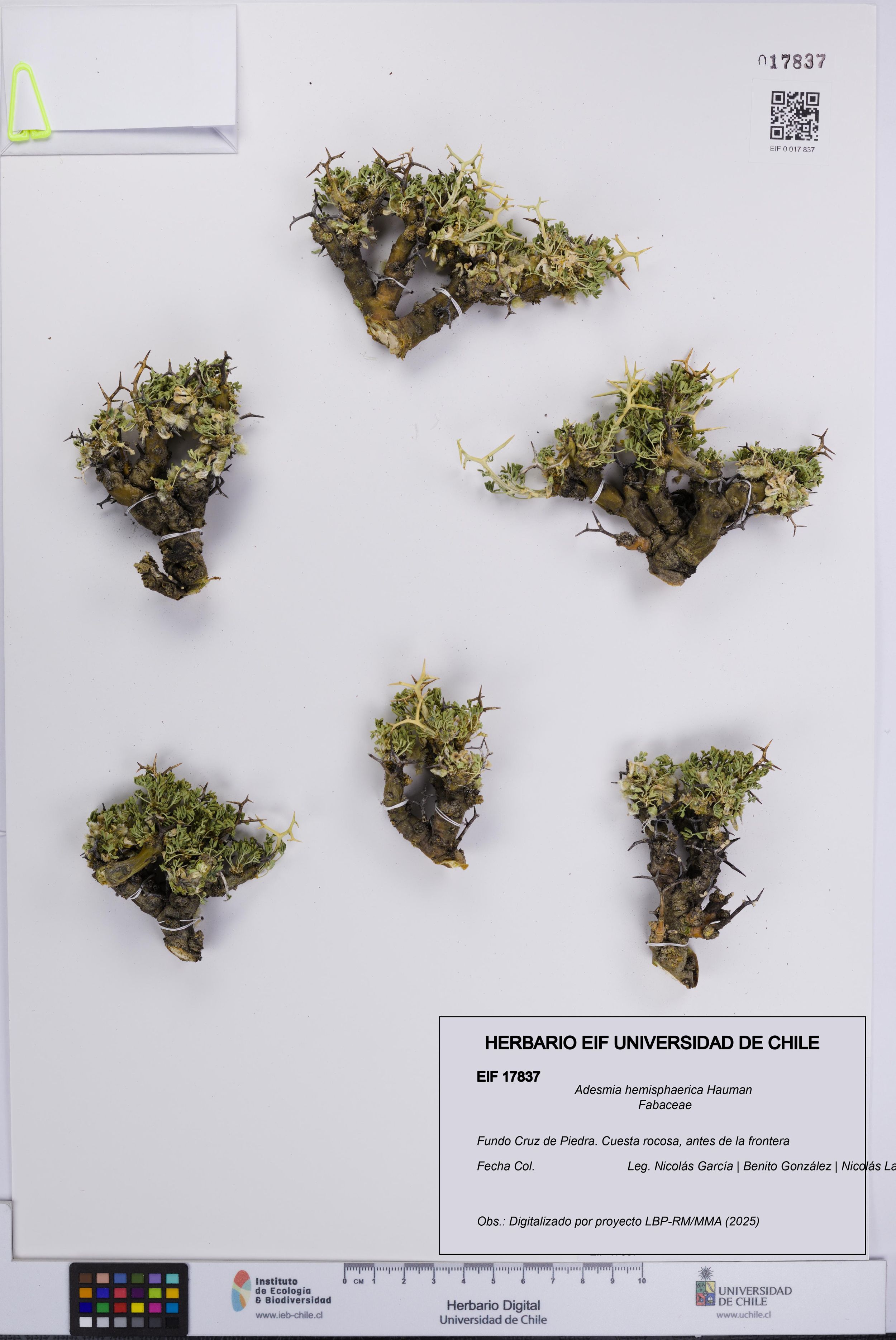 Adesmia hemisphaerica [Espécimen: ]