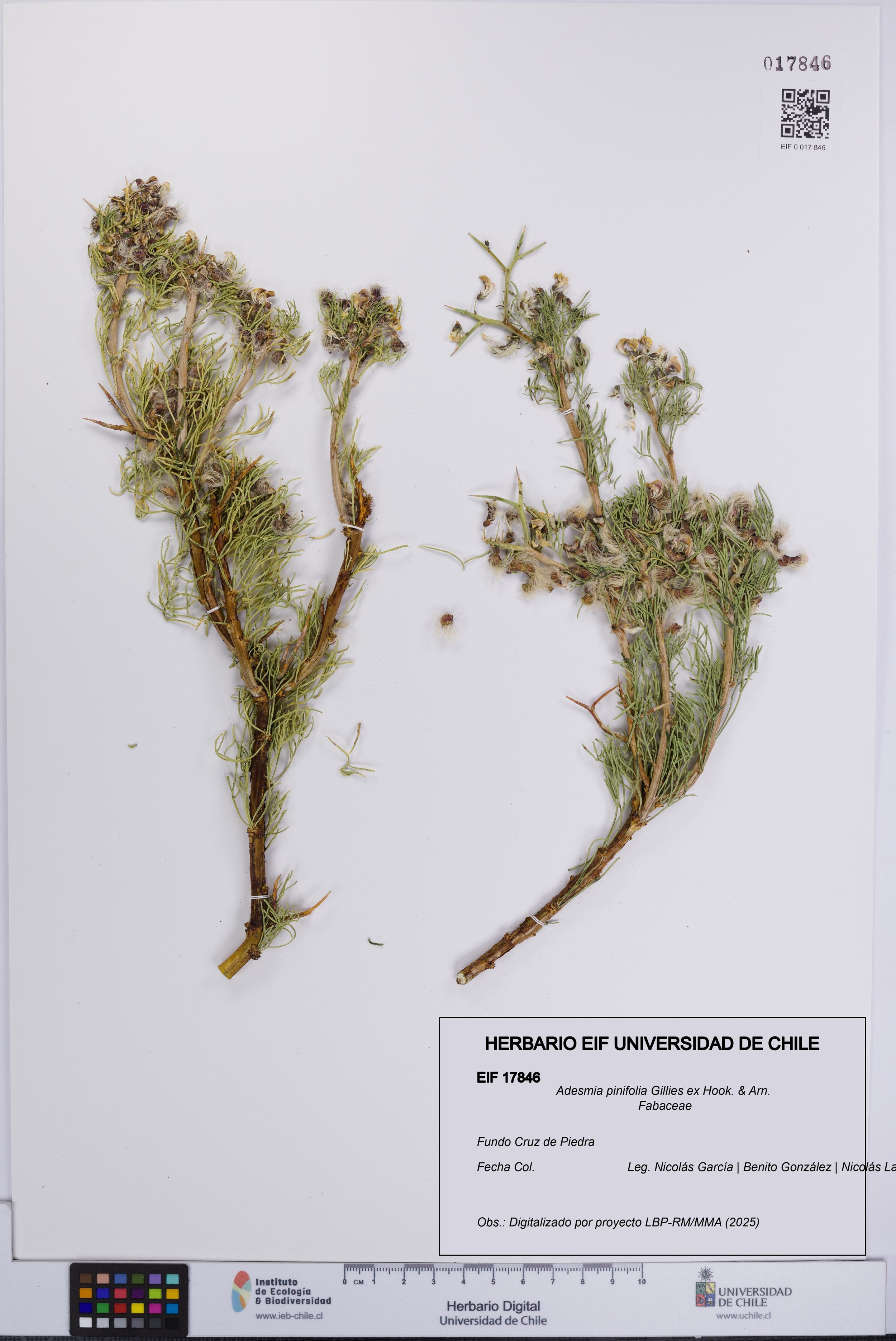 Adesmia pinifolia [Espécimen: ]